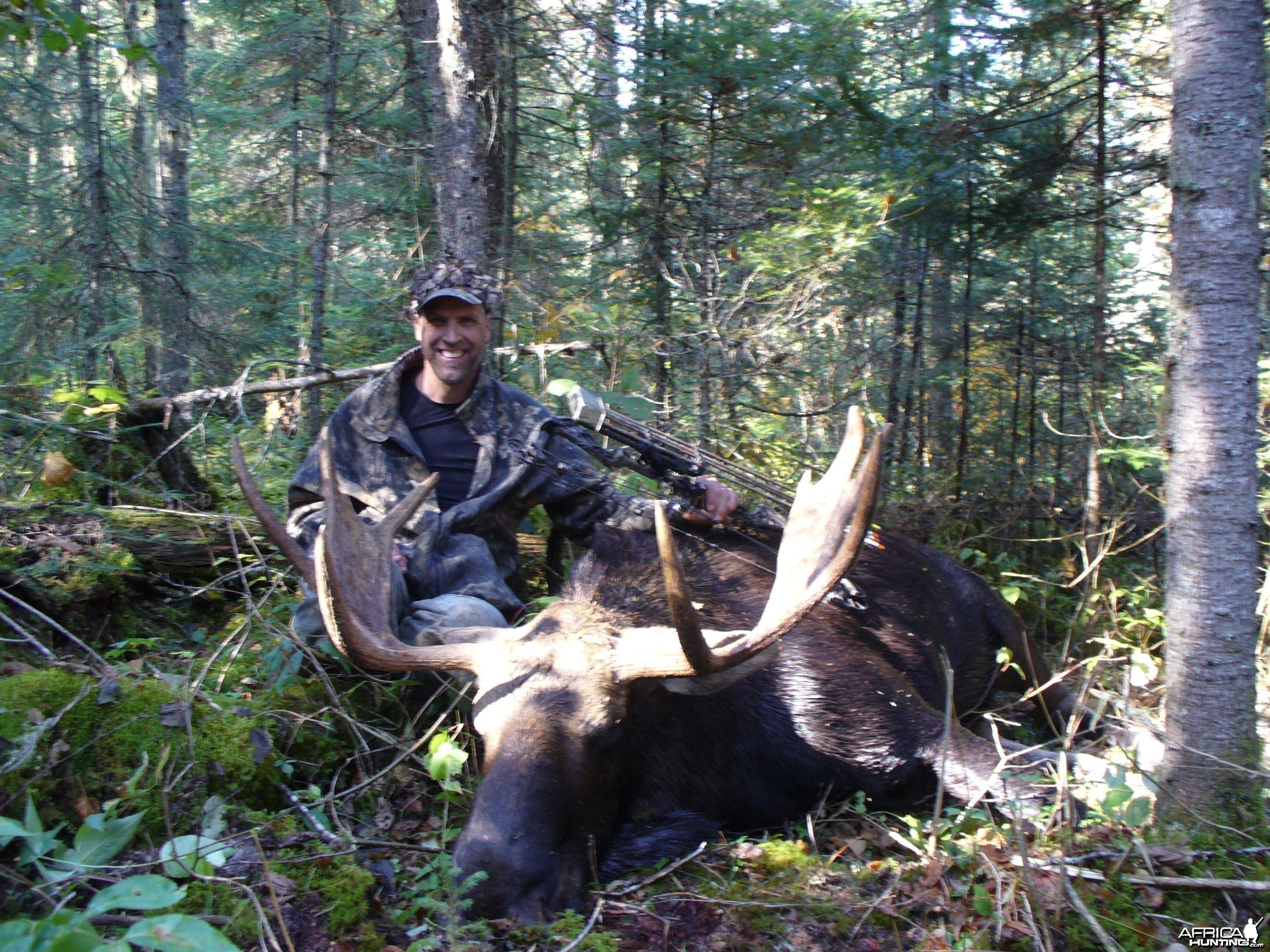 another moose