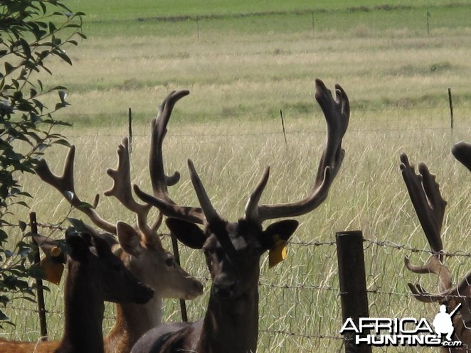 Fallow Deer