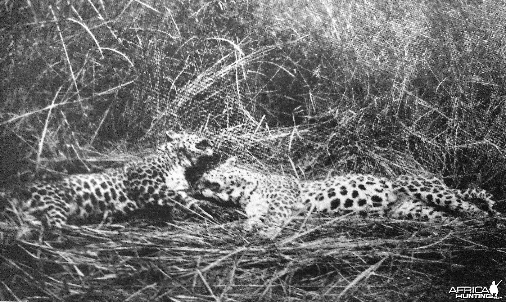 Leopard India