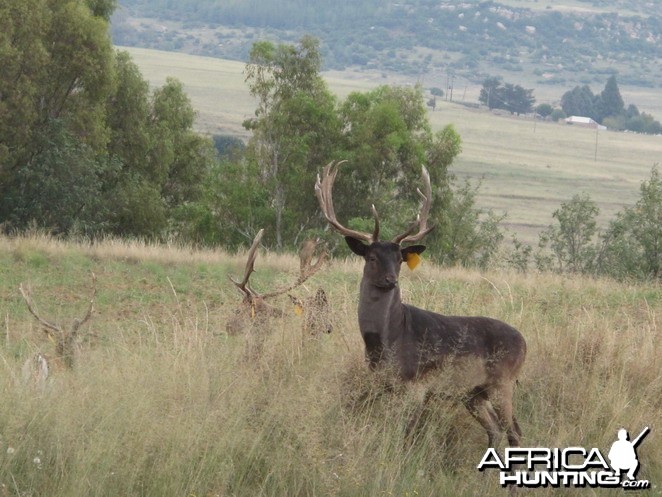 Fallow Deer