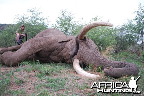 Motsomi Safaris - Elephant