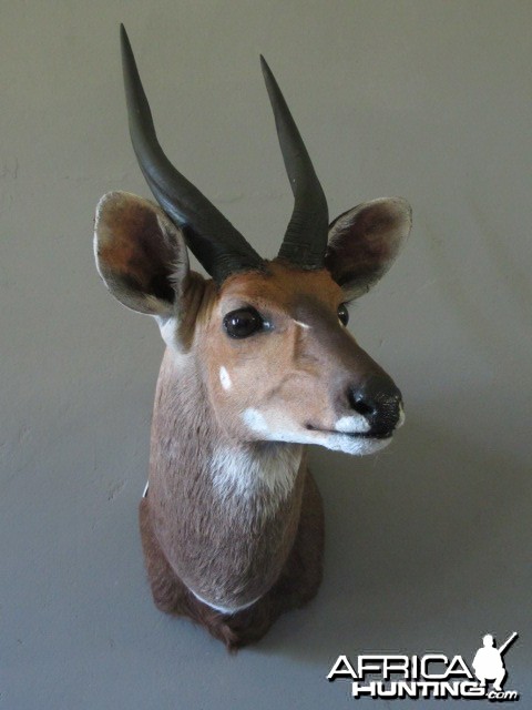 Bushbuck Mount