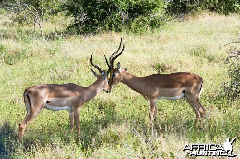 Impala