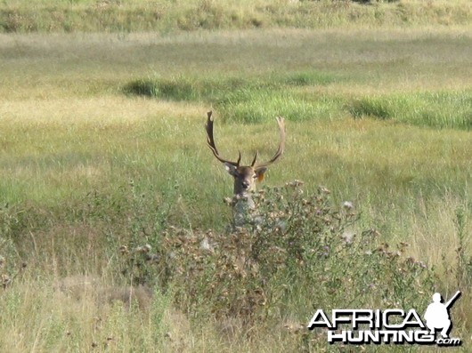 Fallow Deer Great buck