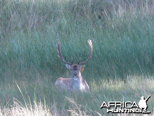 Fallow Deer