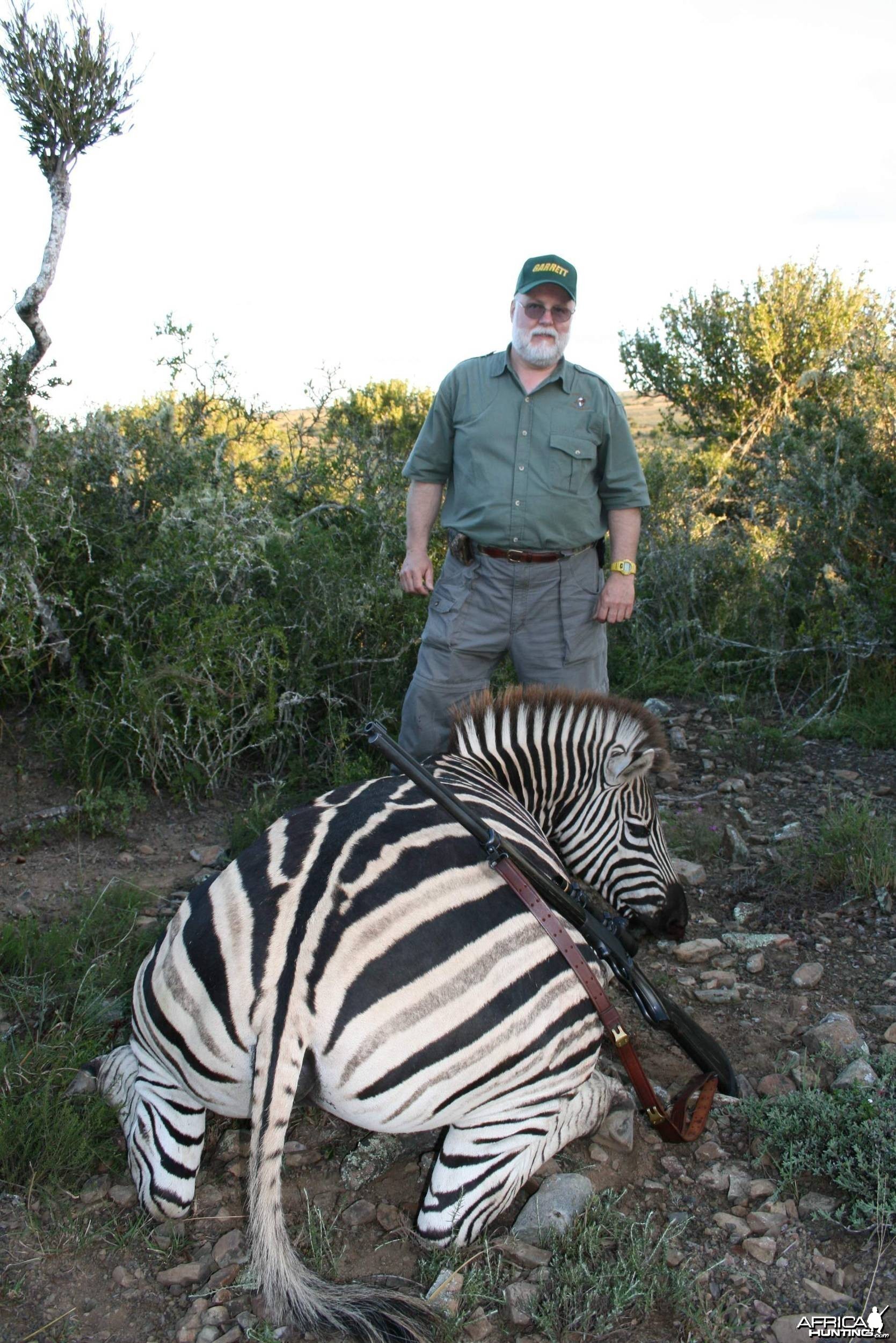 Zebra Stallion from a different angle