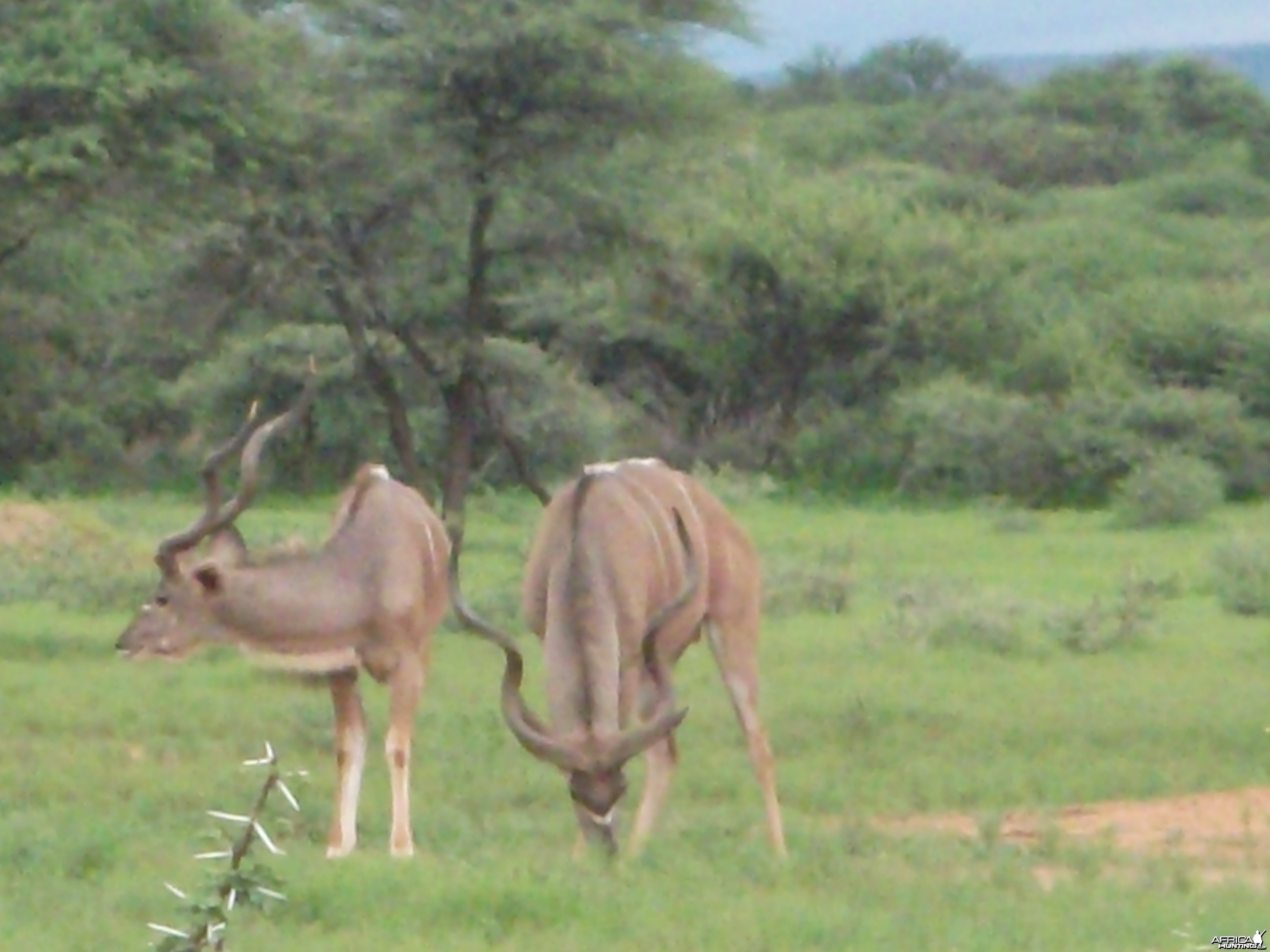 Greater Kudu Namibia