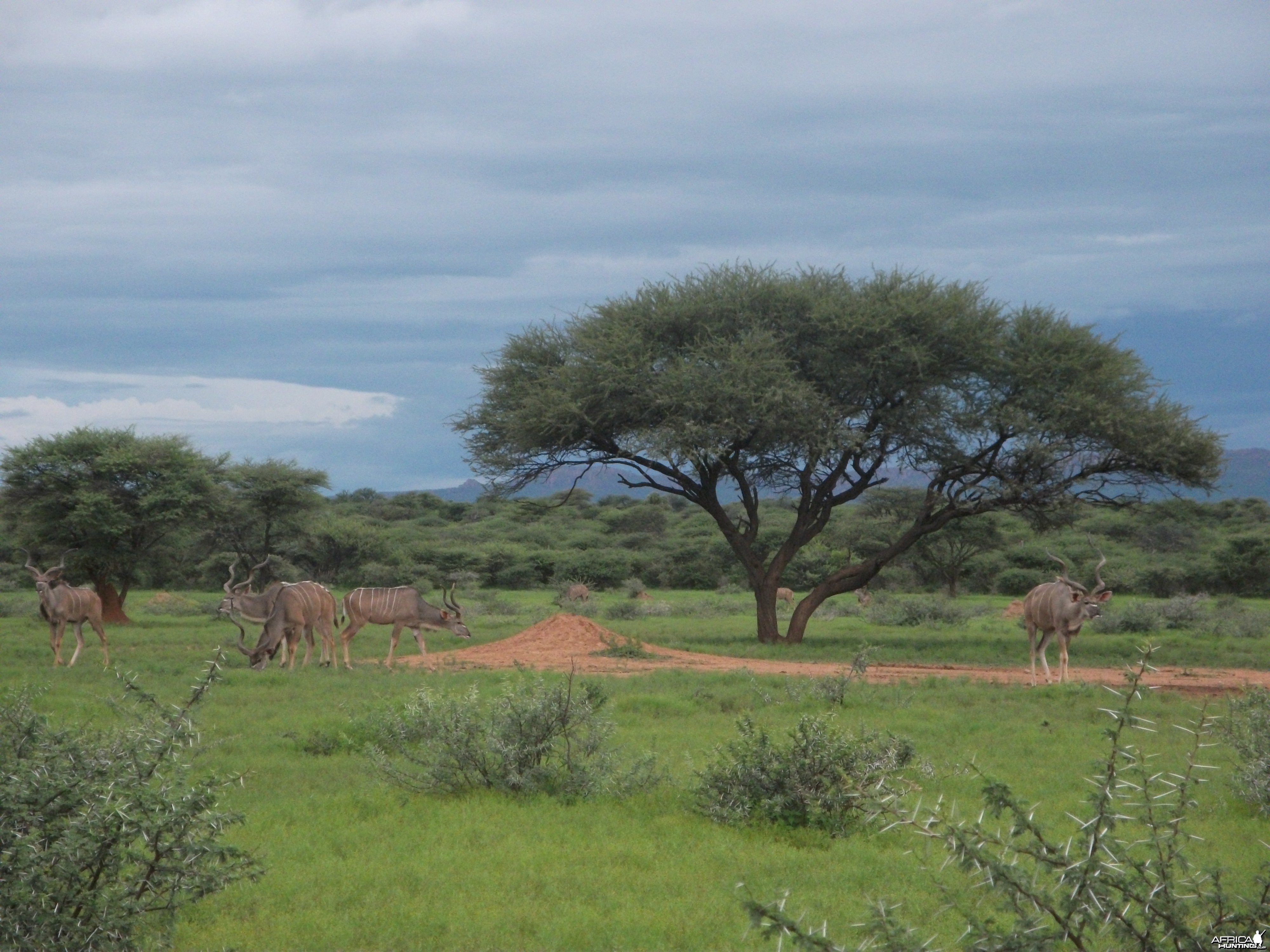 Greater Kudu Namibia