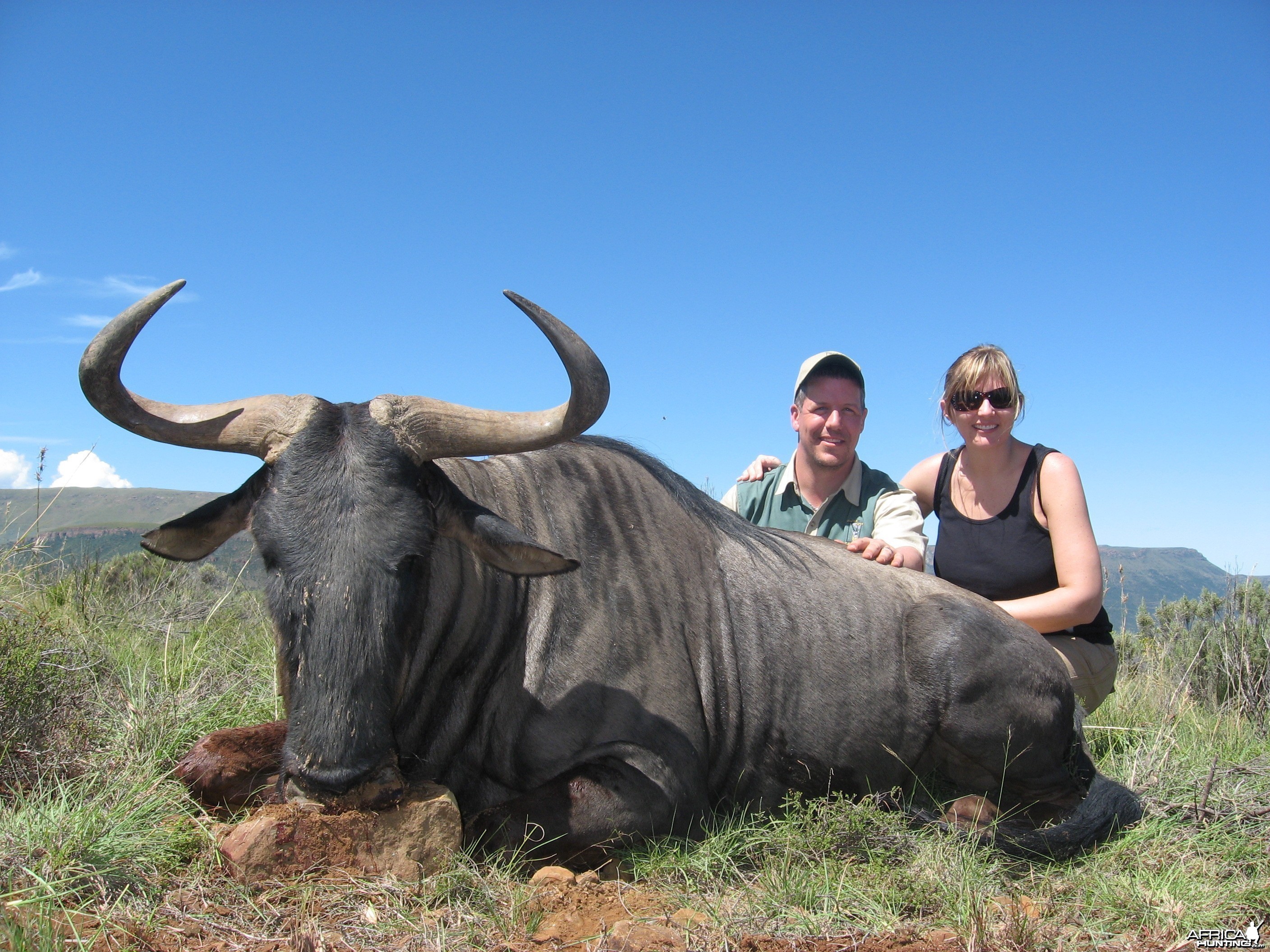 Blue Wildebeest taken with Andrew Harvey Safaris