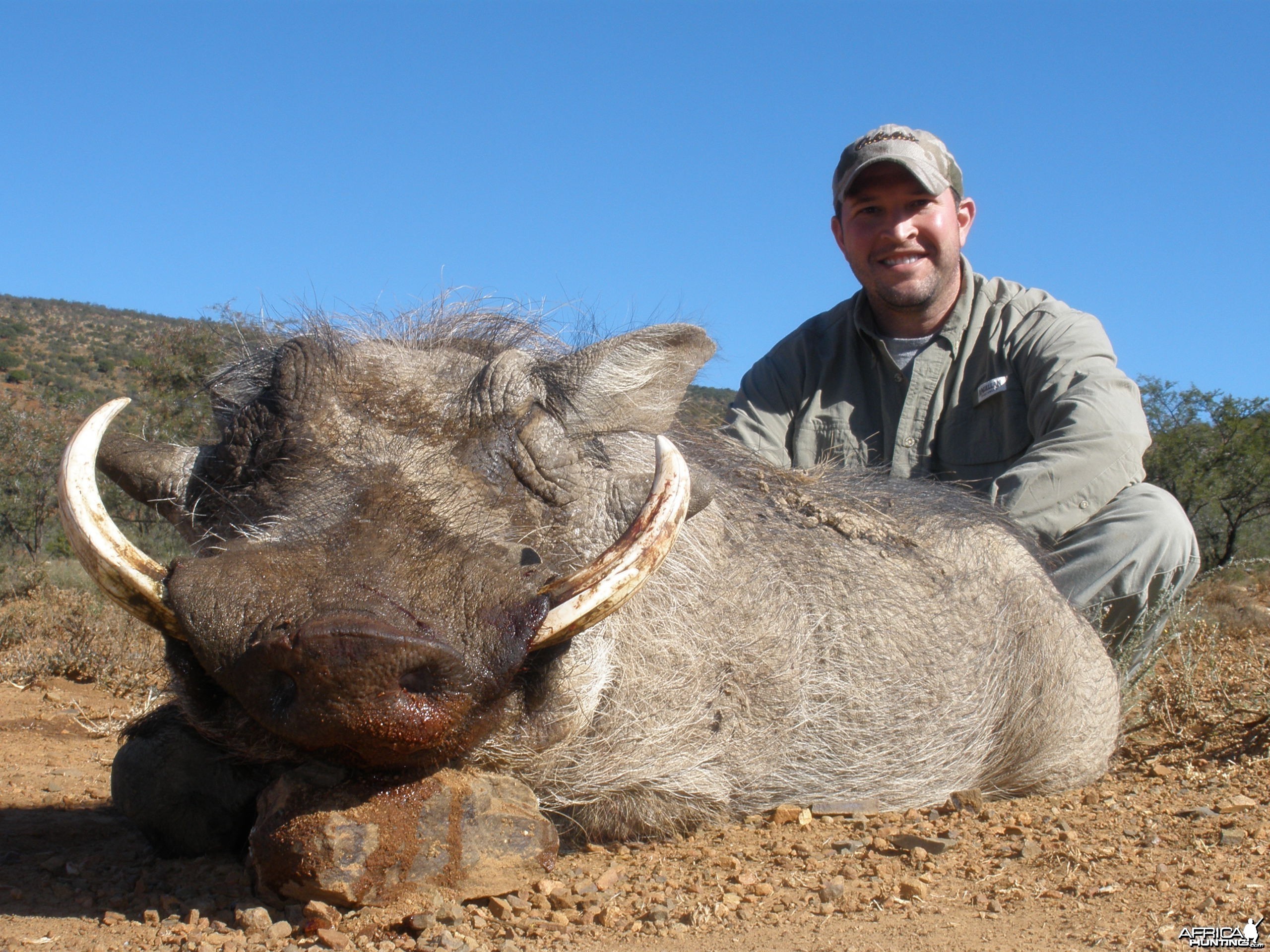 Warthog hunted with Andrew Harvey Safaris