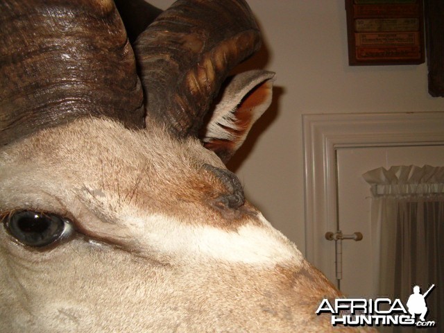 Three horned Greater Kudu hunted in Namibia