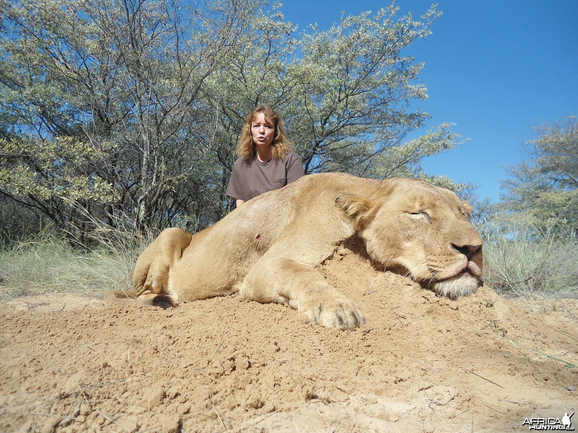 Lioness South Africa