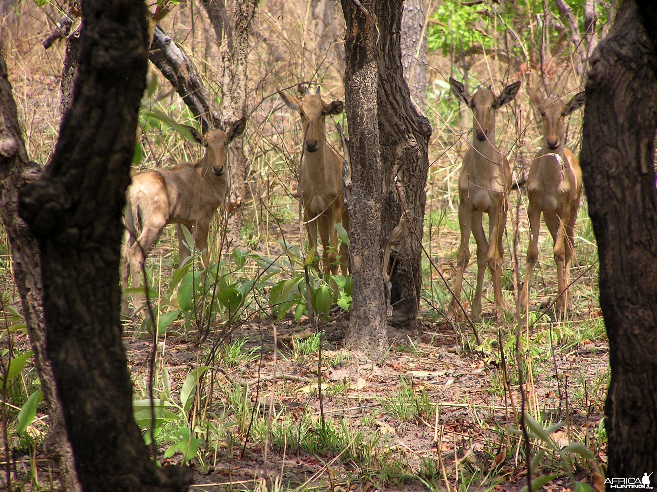 Hartebeest