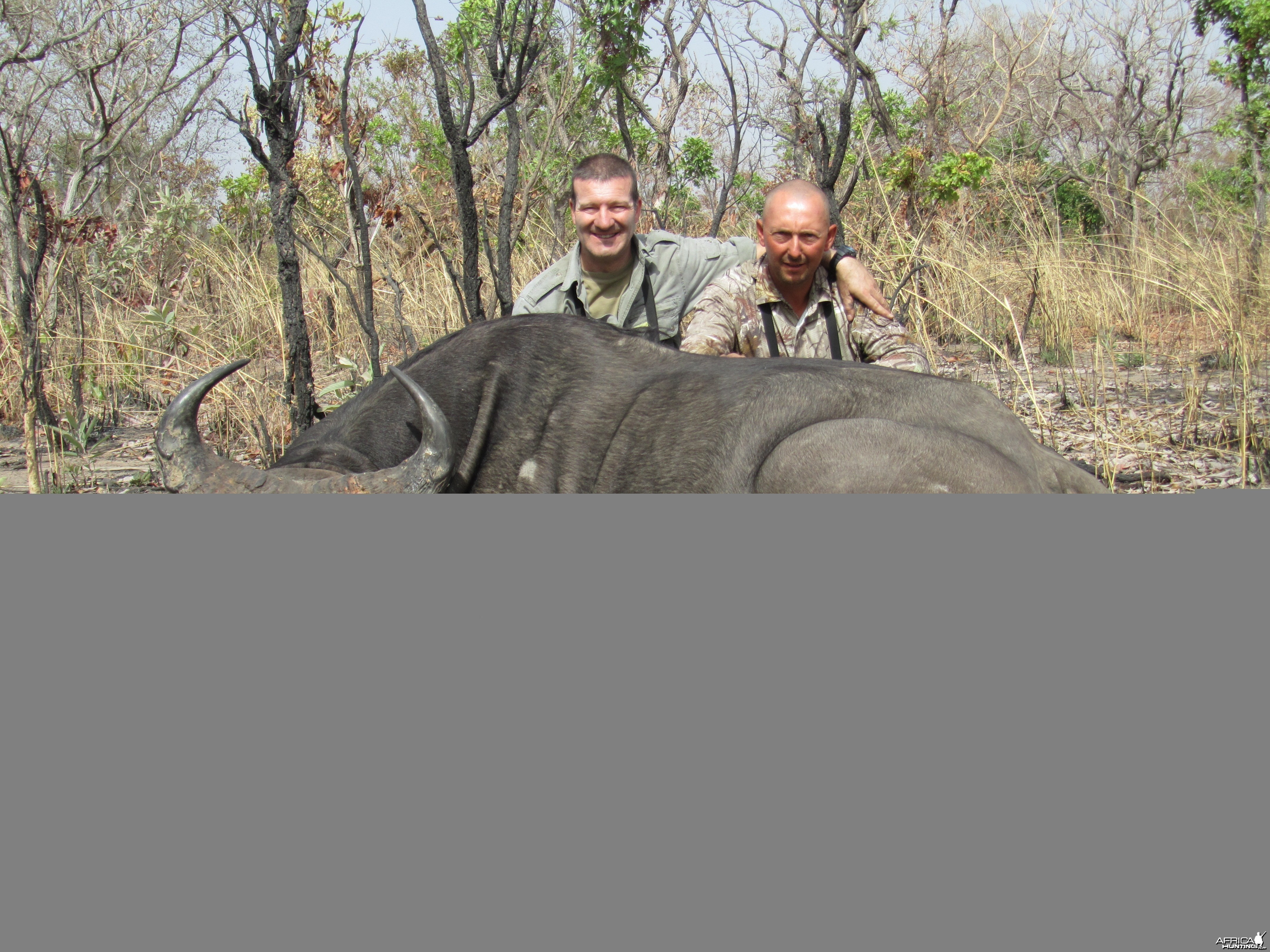 West African Savannah Buffalo hunted in Benin with Club Faune