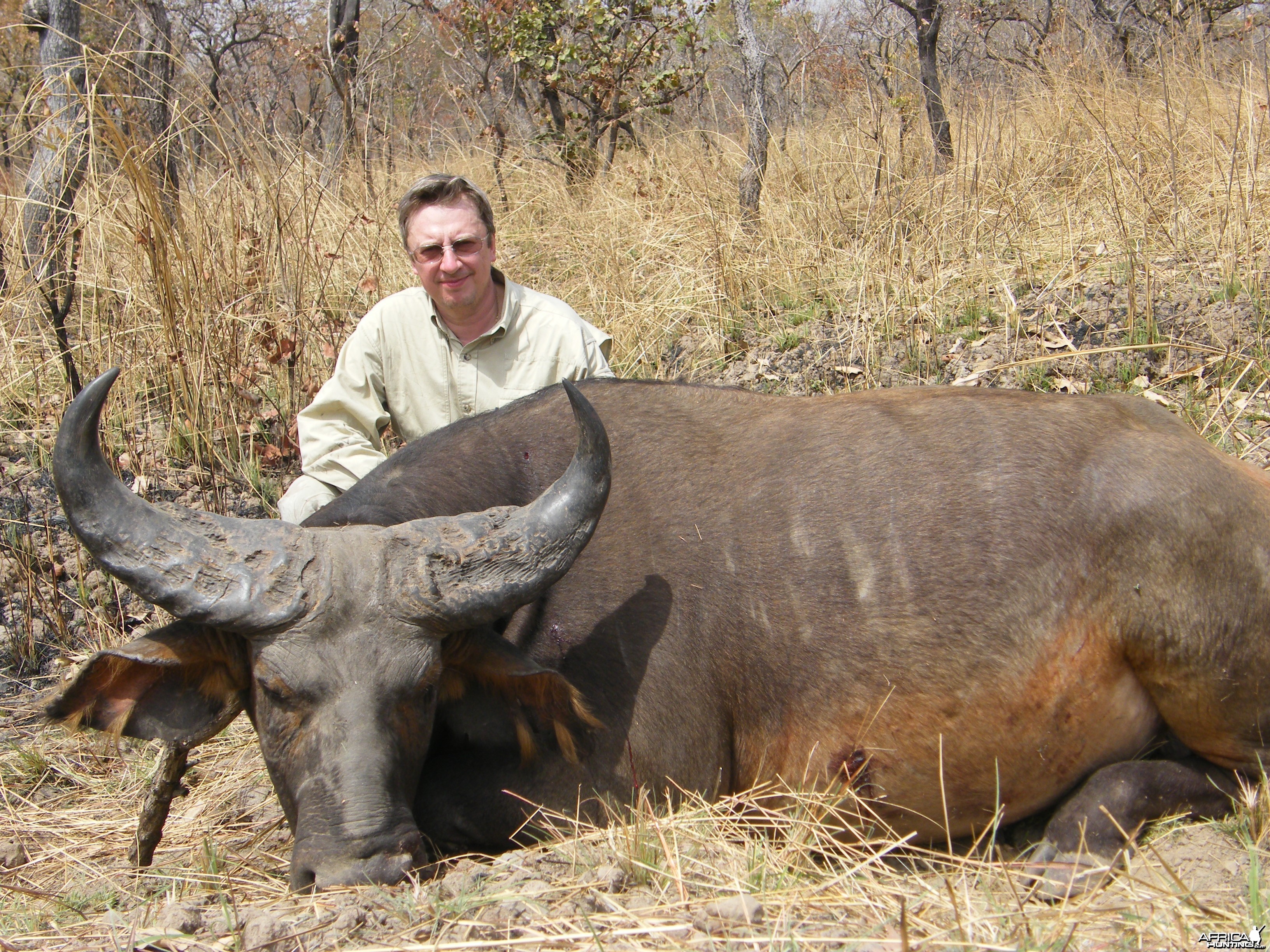 West African Savannah Buffalo hunted in Cameroon with Club Faune