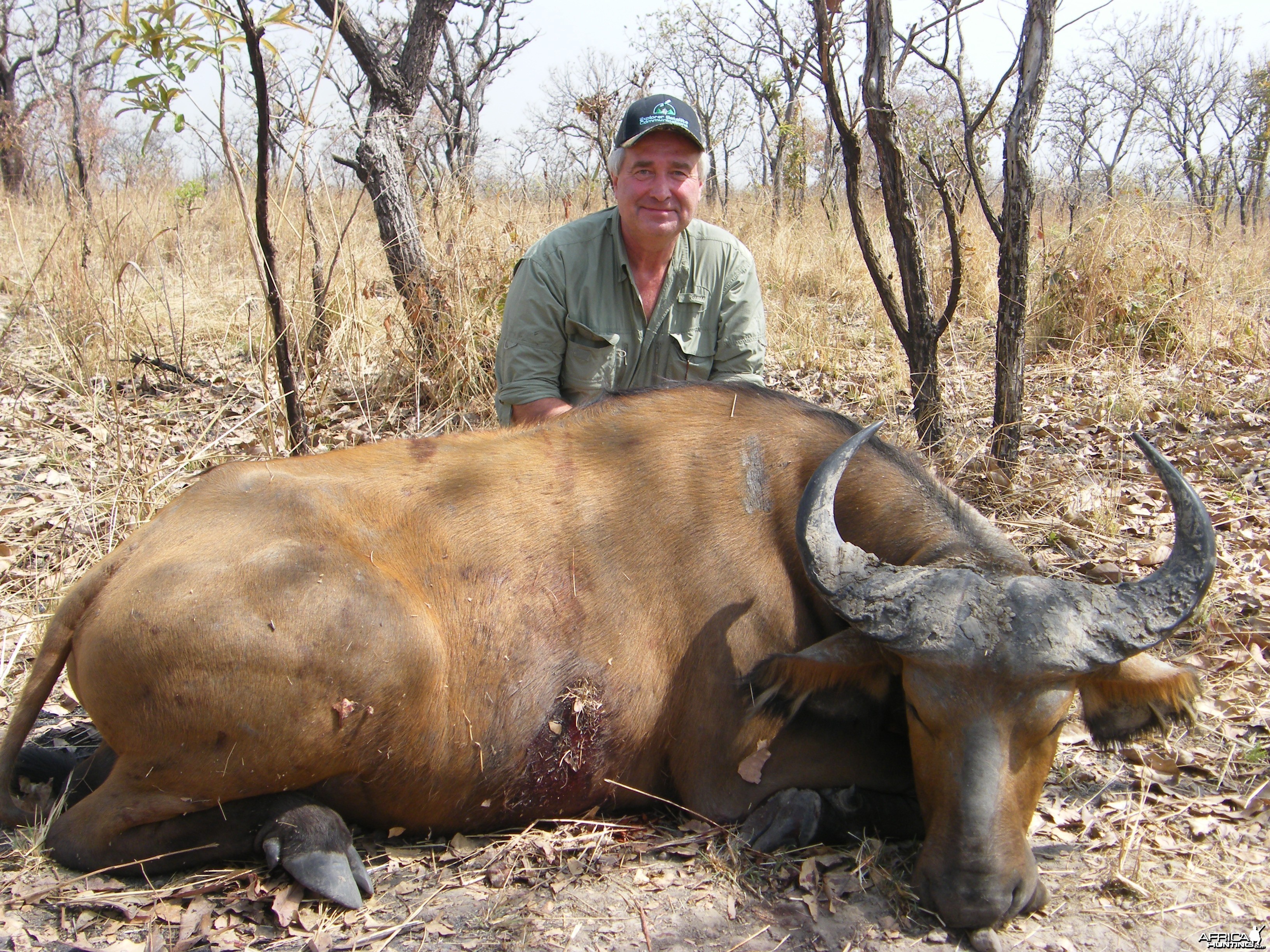 West African Savannah Buffalo hunted in Cameroon with Club Faune