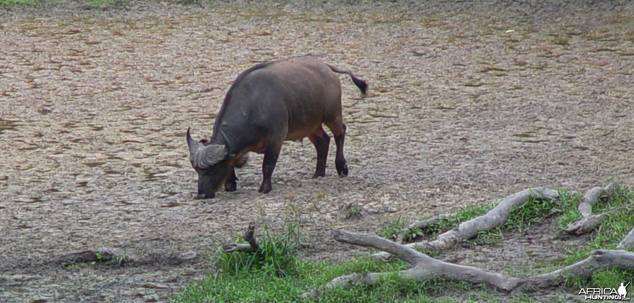 Buffalo