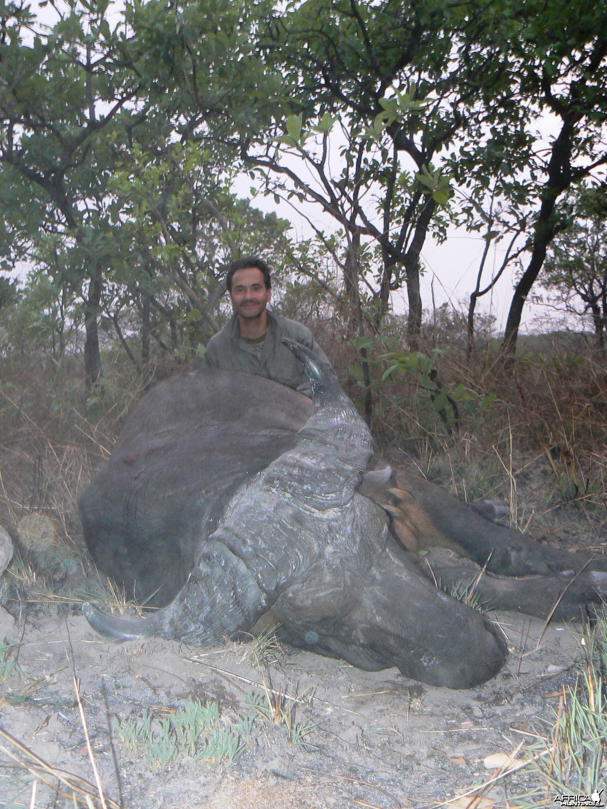 Central African Savannah Buffalo hunted in Central Africa with Club Faune