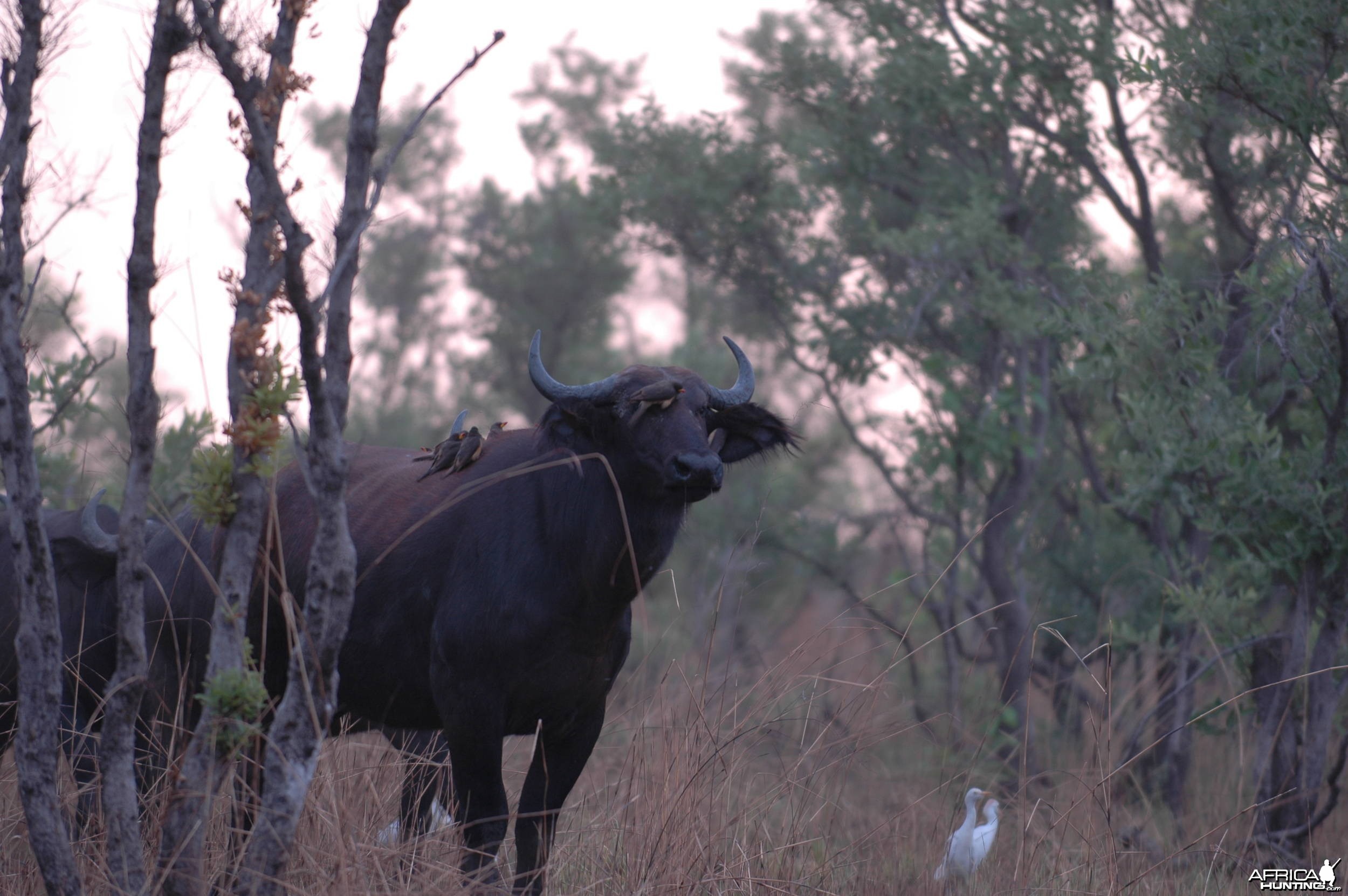 Buffalo in CAR