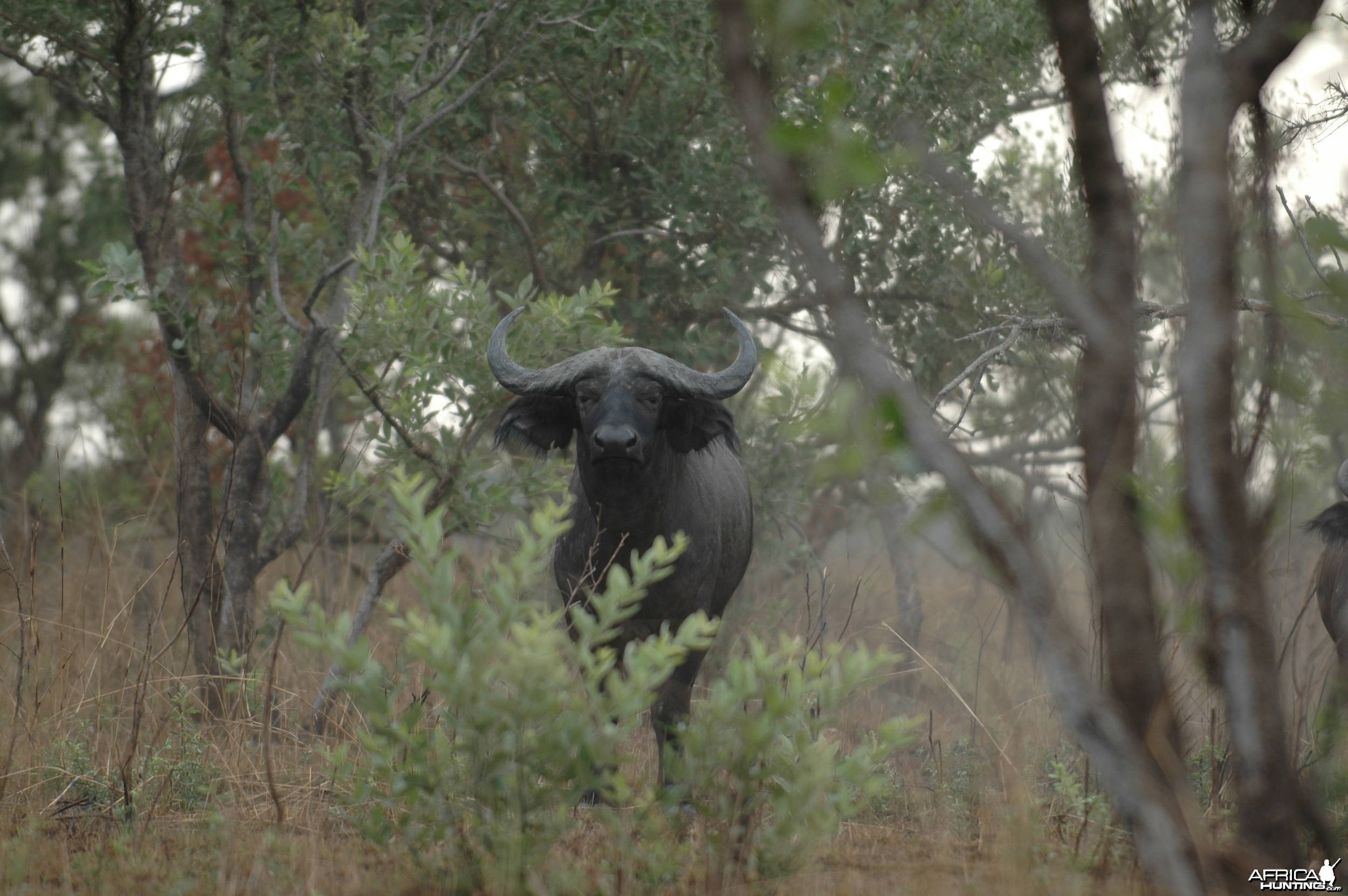 Buffalo in CAR