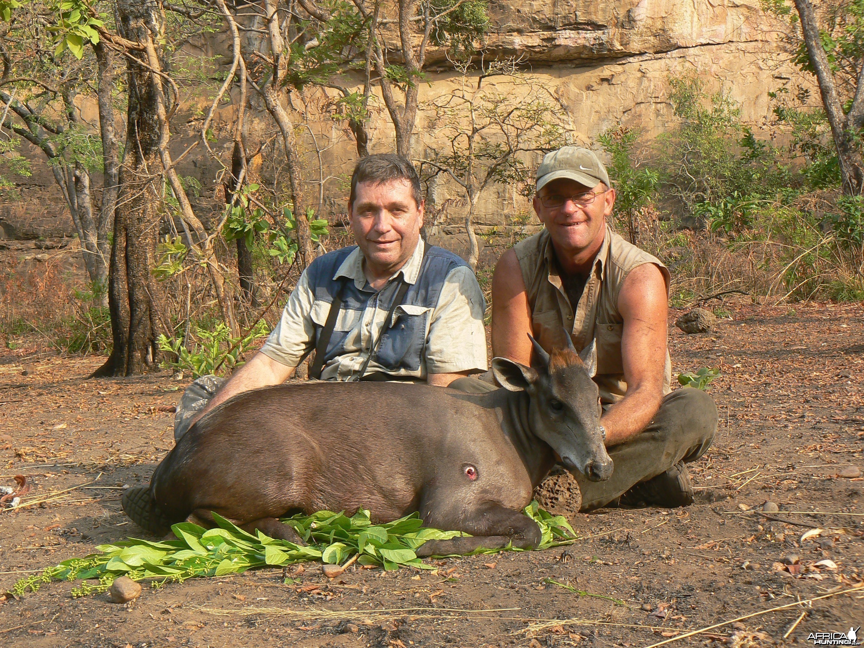 Yellow-Backed Duiker hunted in Central Africa with Club Faune