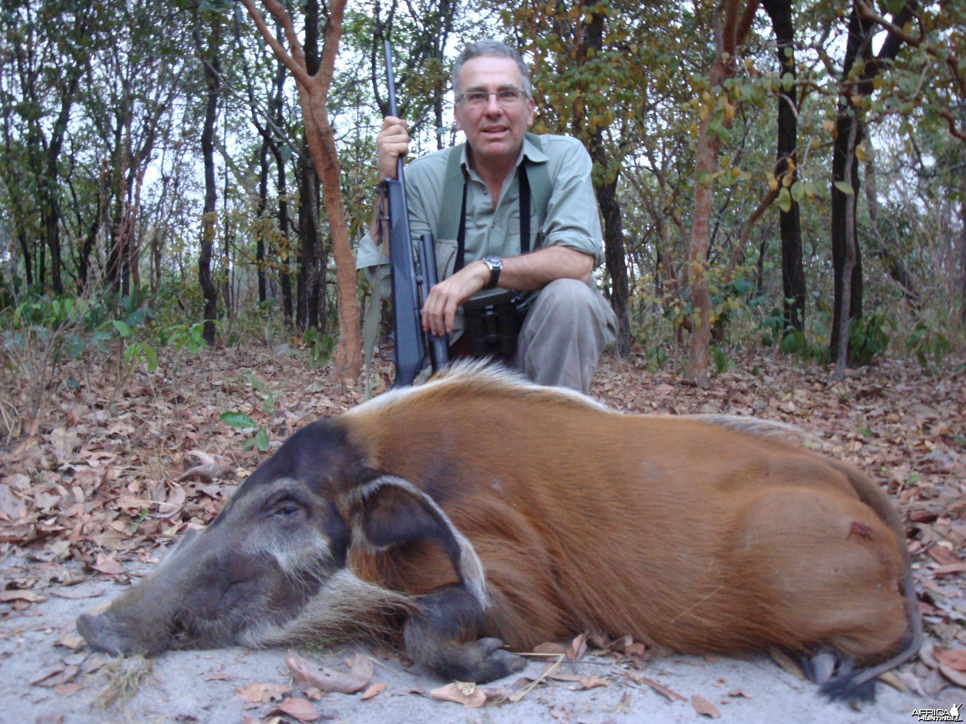 Red River Hog hunted in Central Africa with Club Faune