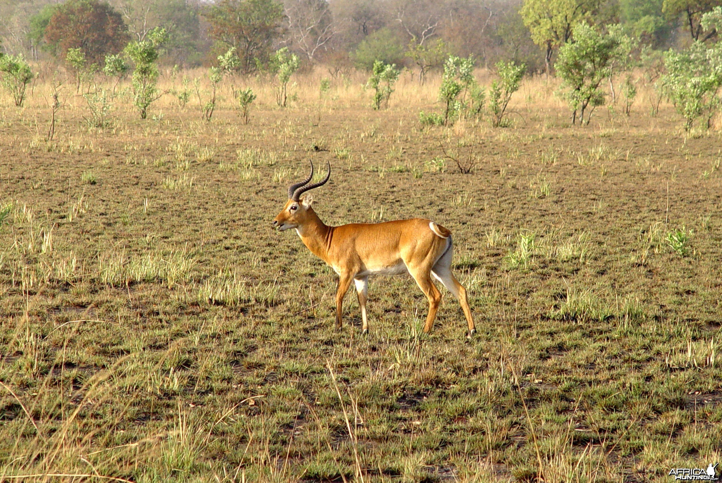 Western Kob in  CAR