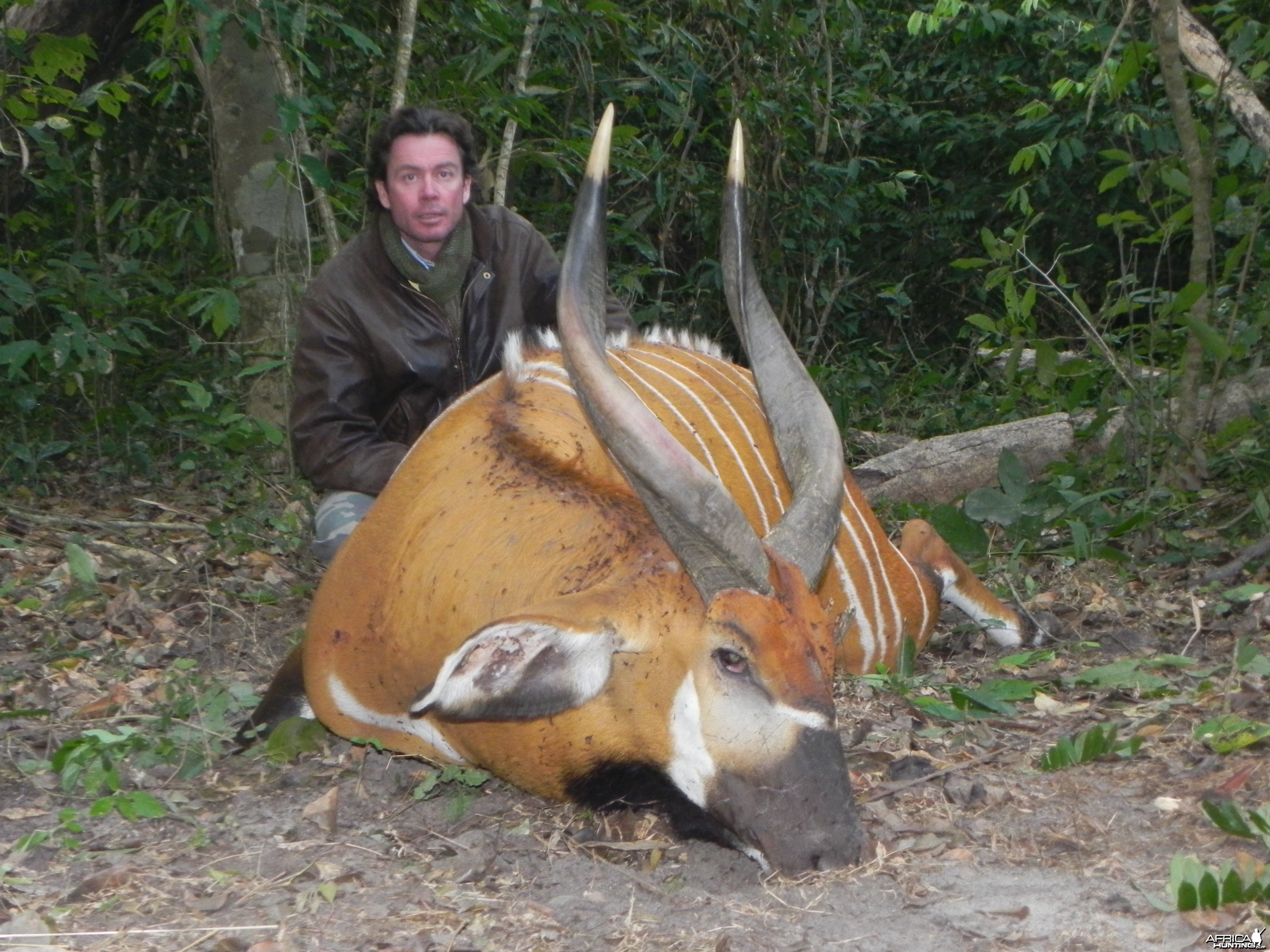 Bongo hunted in Central Africa with Club Faune