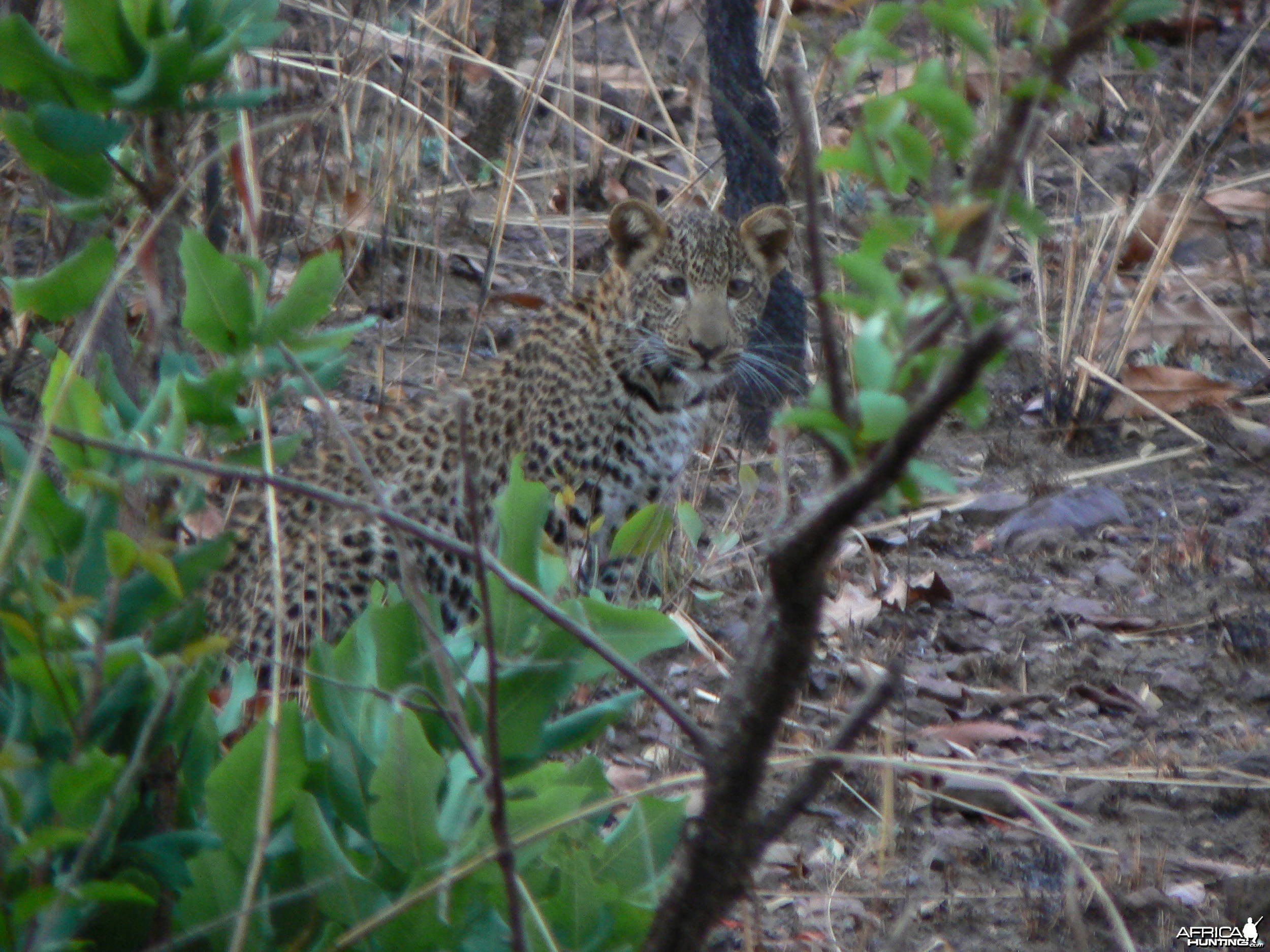 Leopard  in  CAR