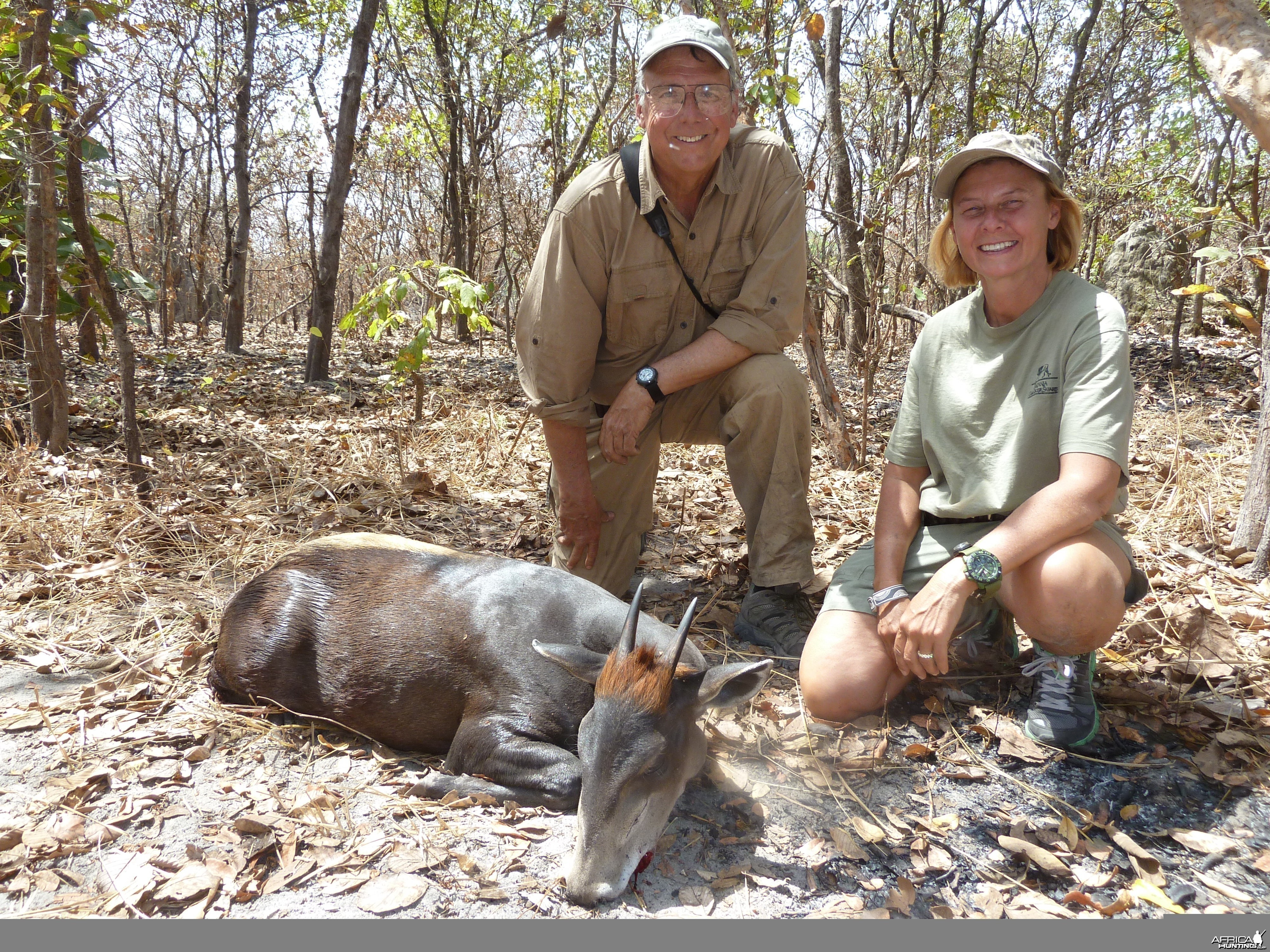 Yellow-Backed Duiker hunted in Central Africa with Club Faune