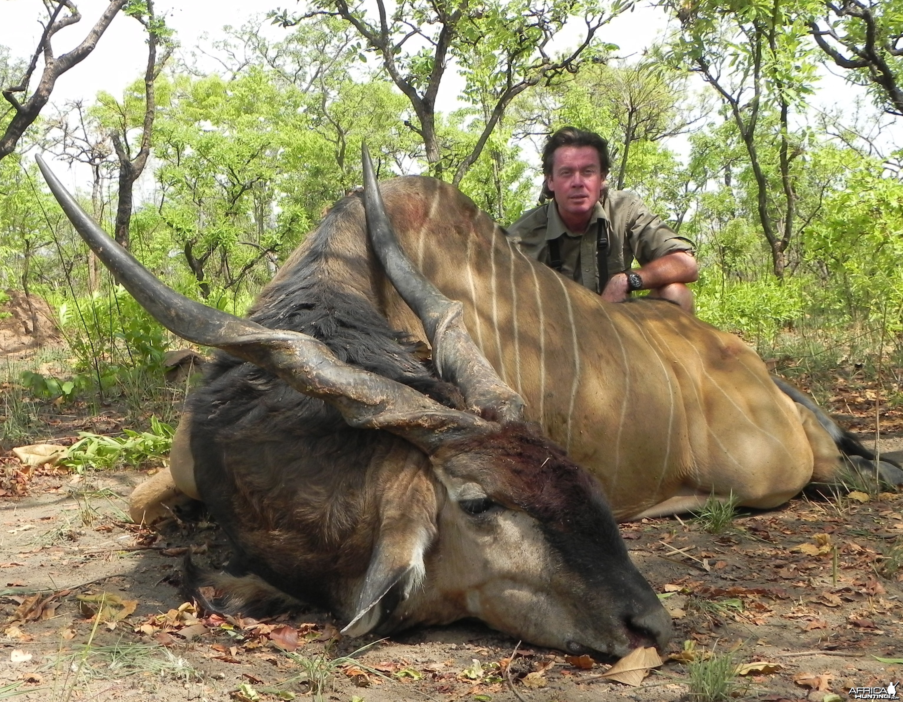 Lord Derby Eland hunted in Central Africa with Club Faune