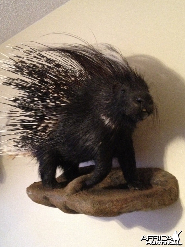 African Porcupine Mount