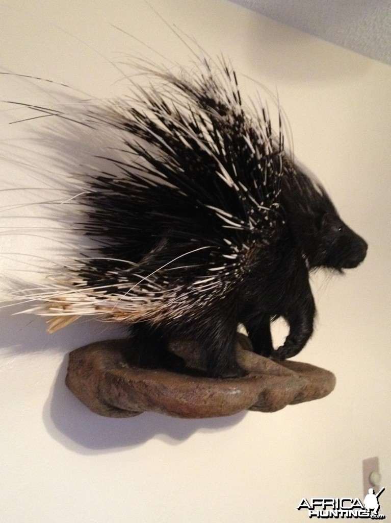 African Porcupine Mount