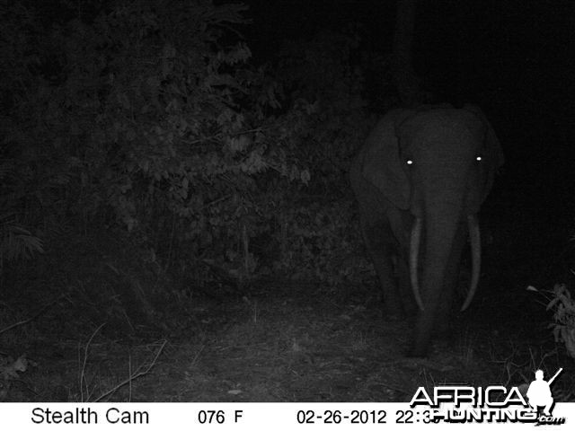 Elephant in Congo