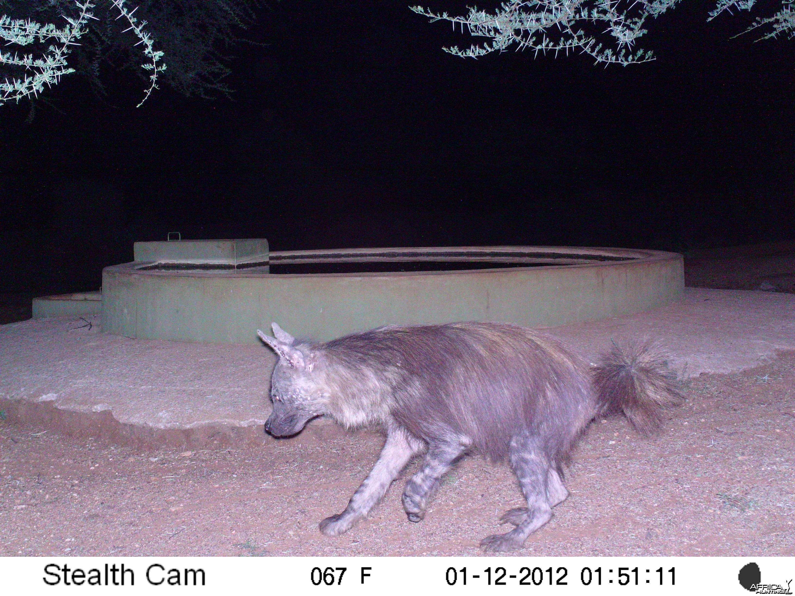 Brown Hyena Namibia