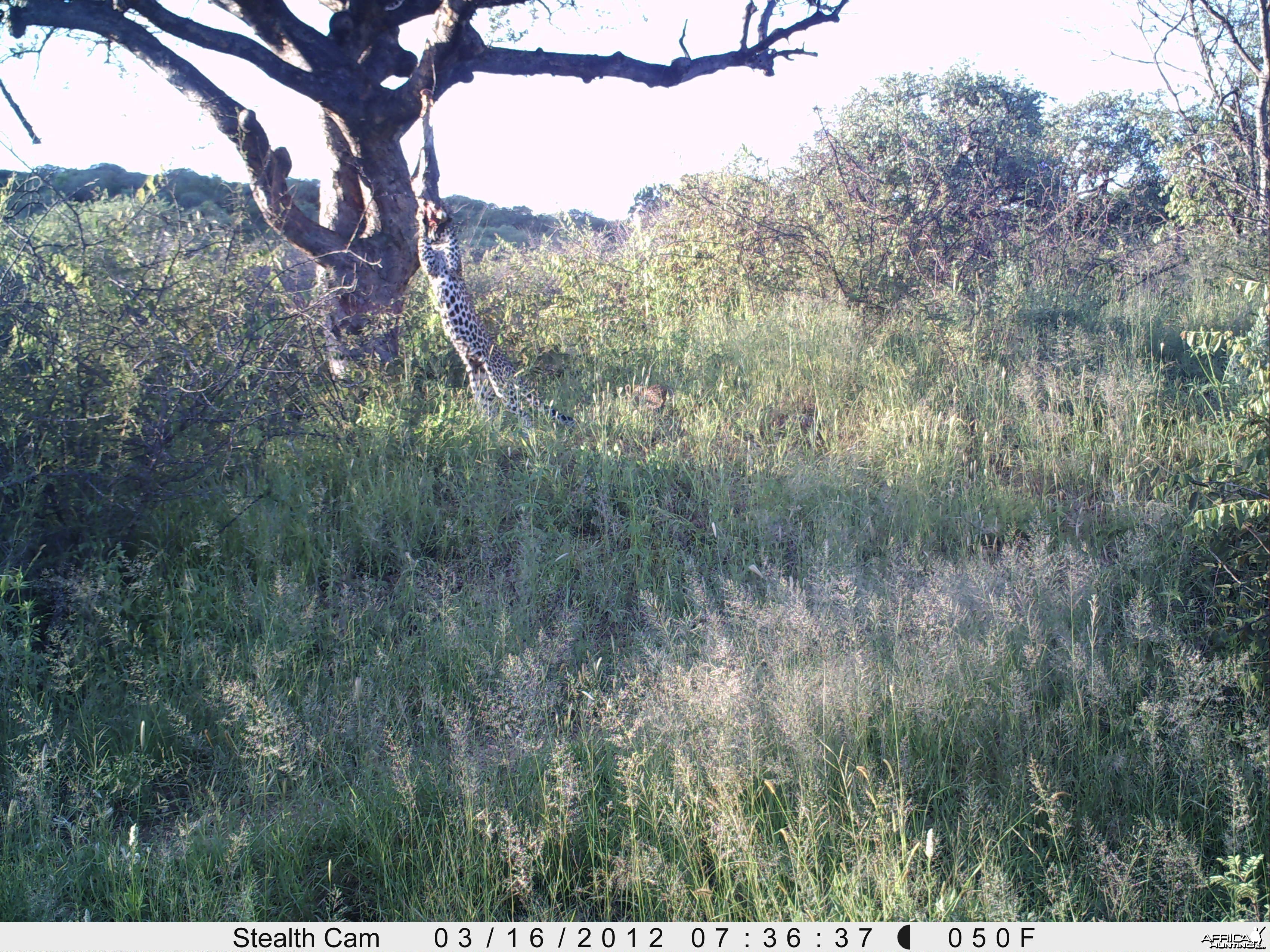 Leopard Namibia