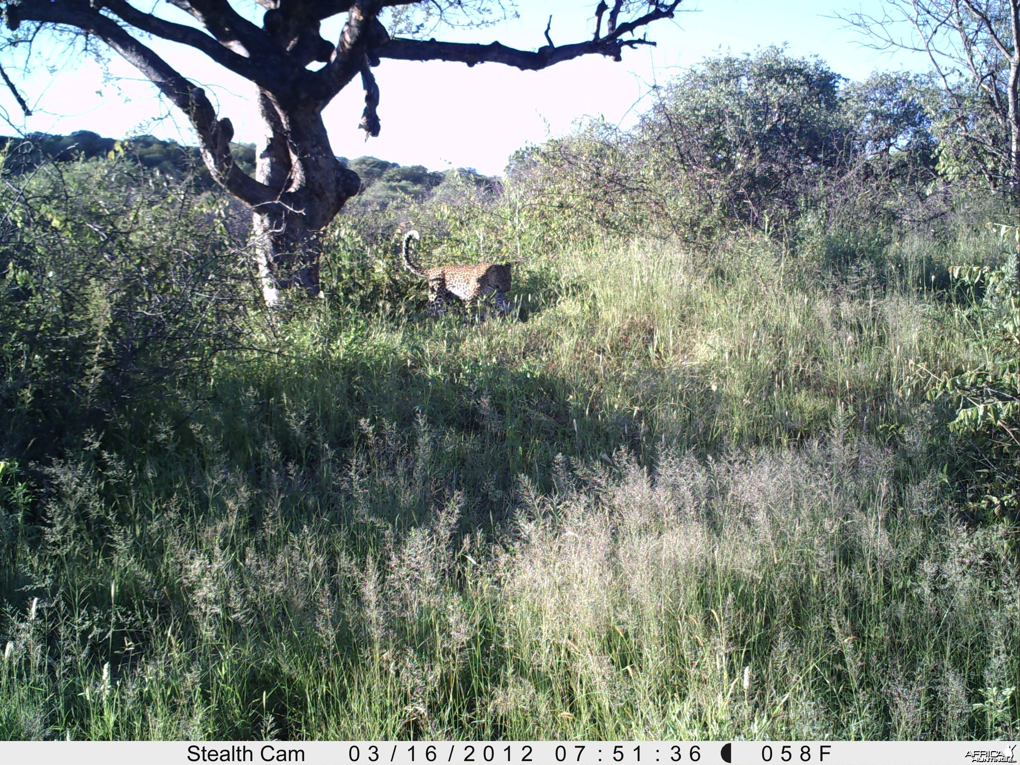 Leopard Namibia