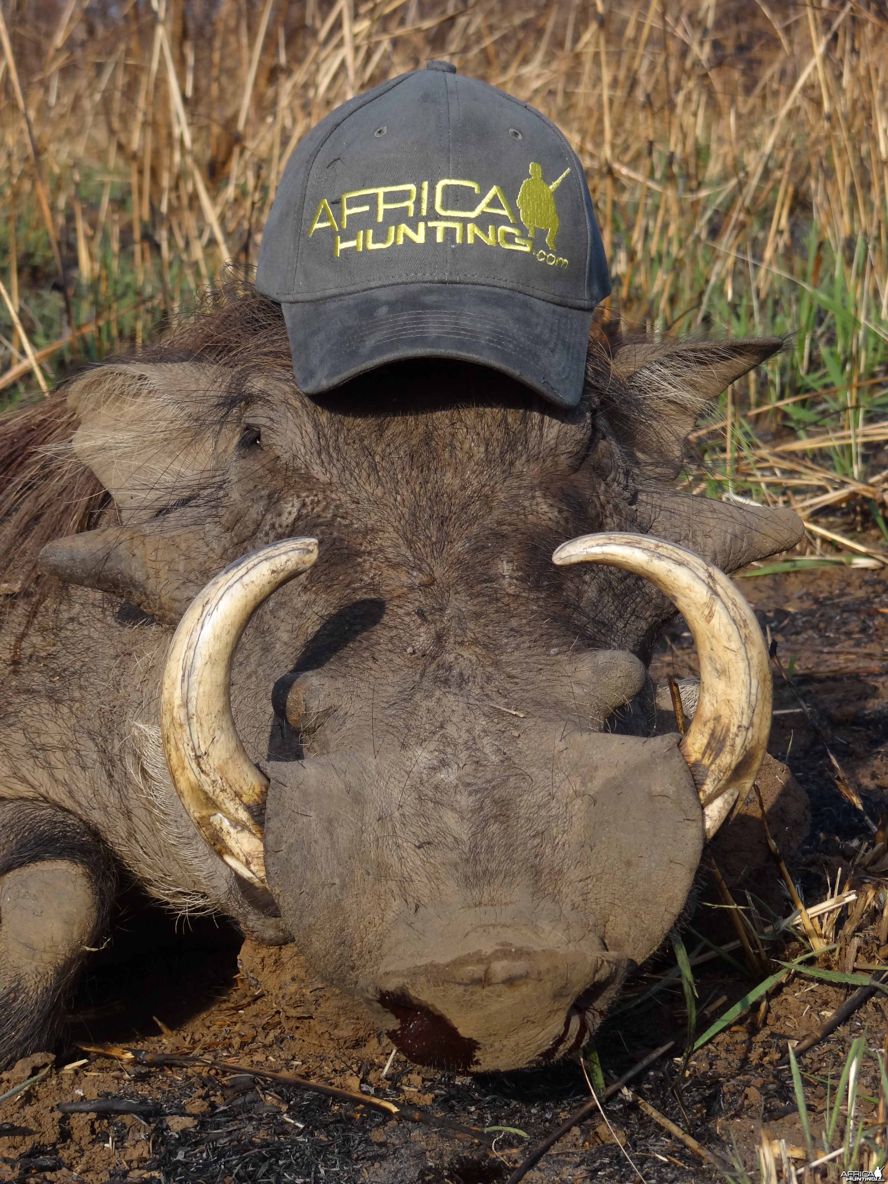 Warthog hunted in CAR