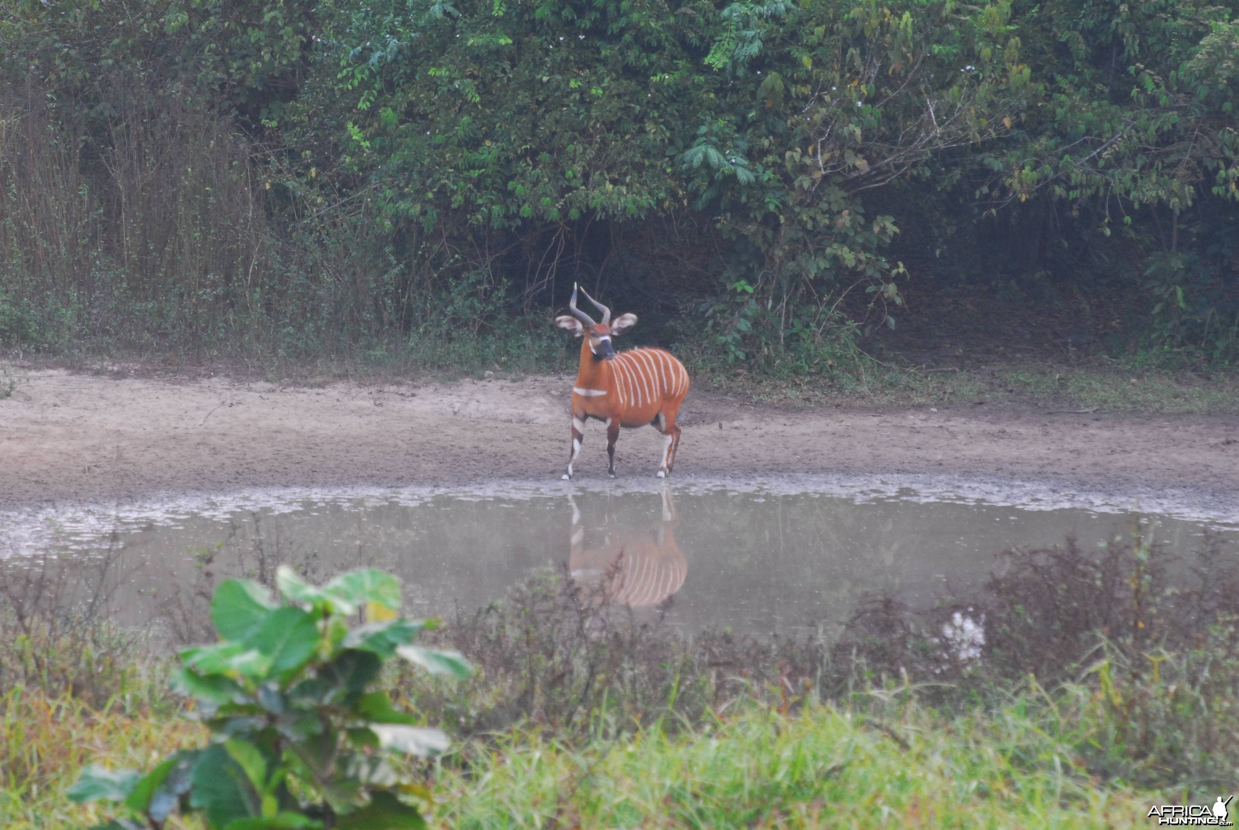 Bongo