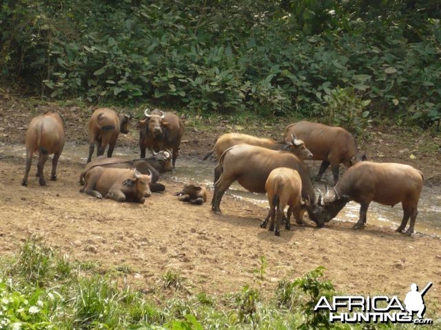 Buffalo CAR 2011