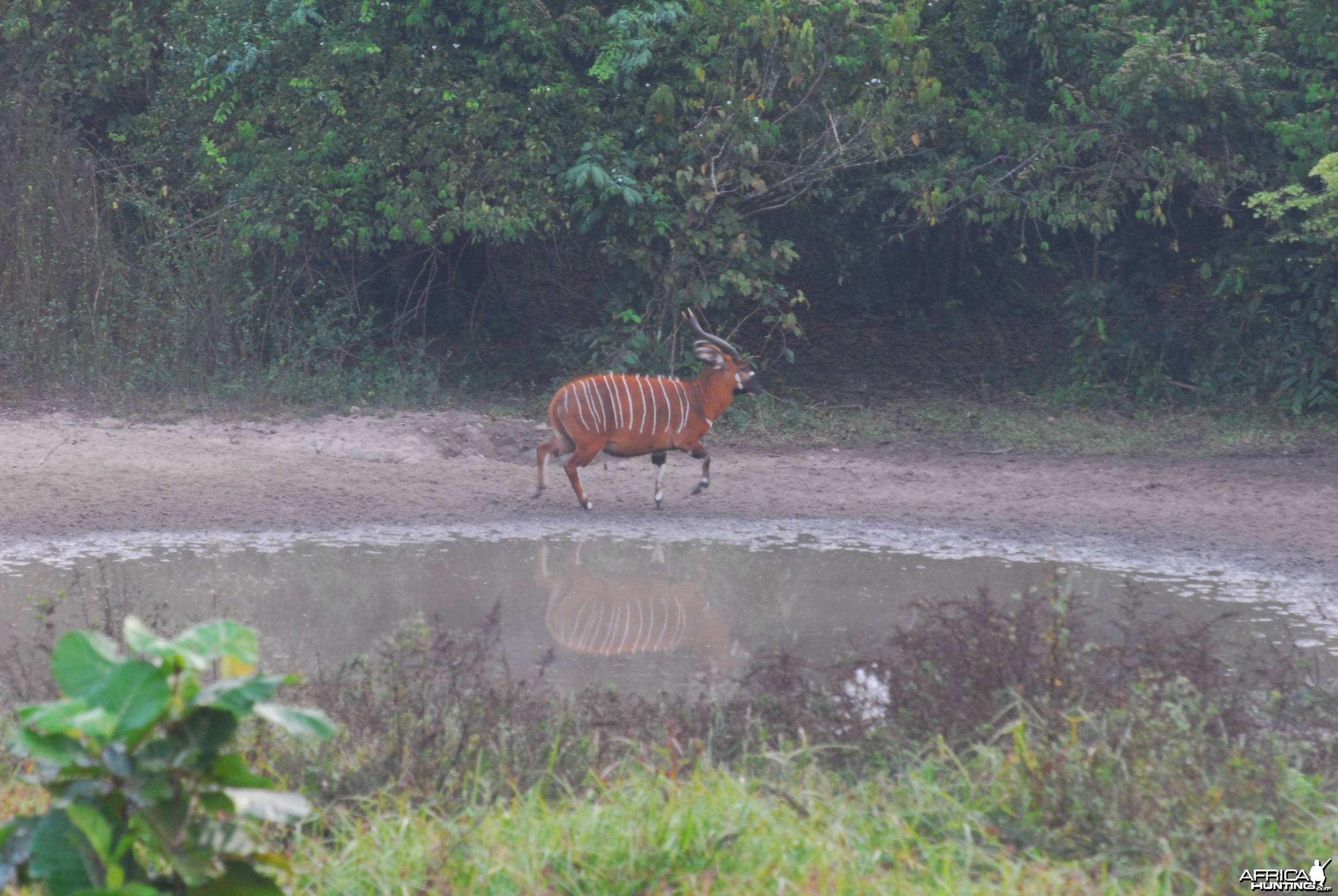 Bongo