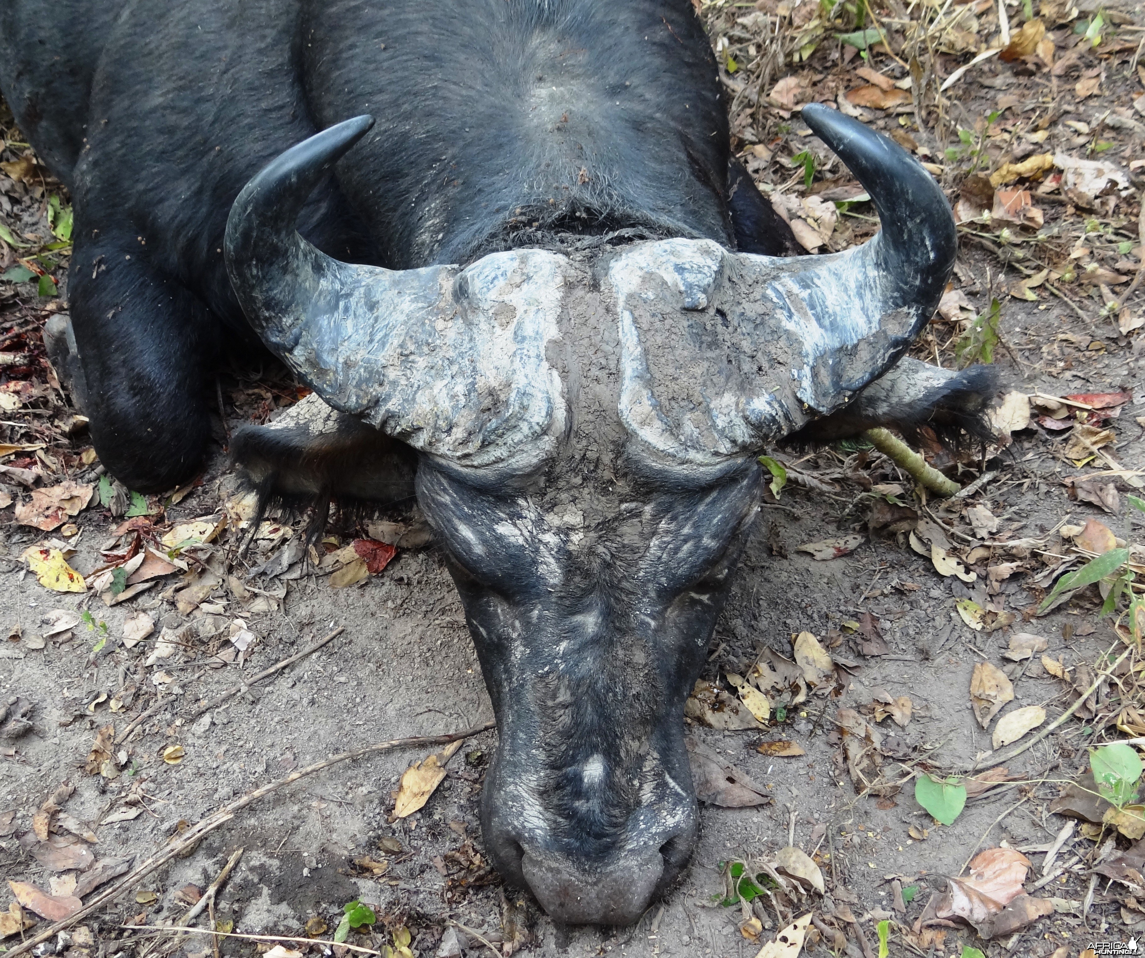 Central African Savanna Buffalo hunted in CAR