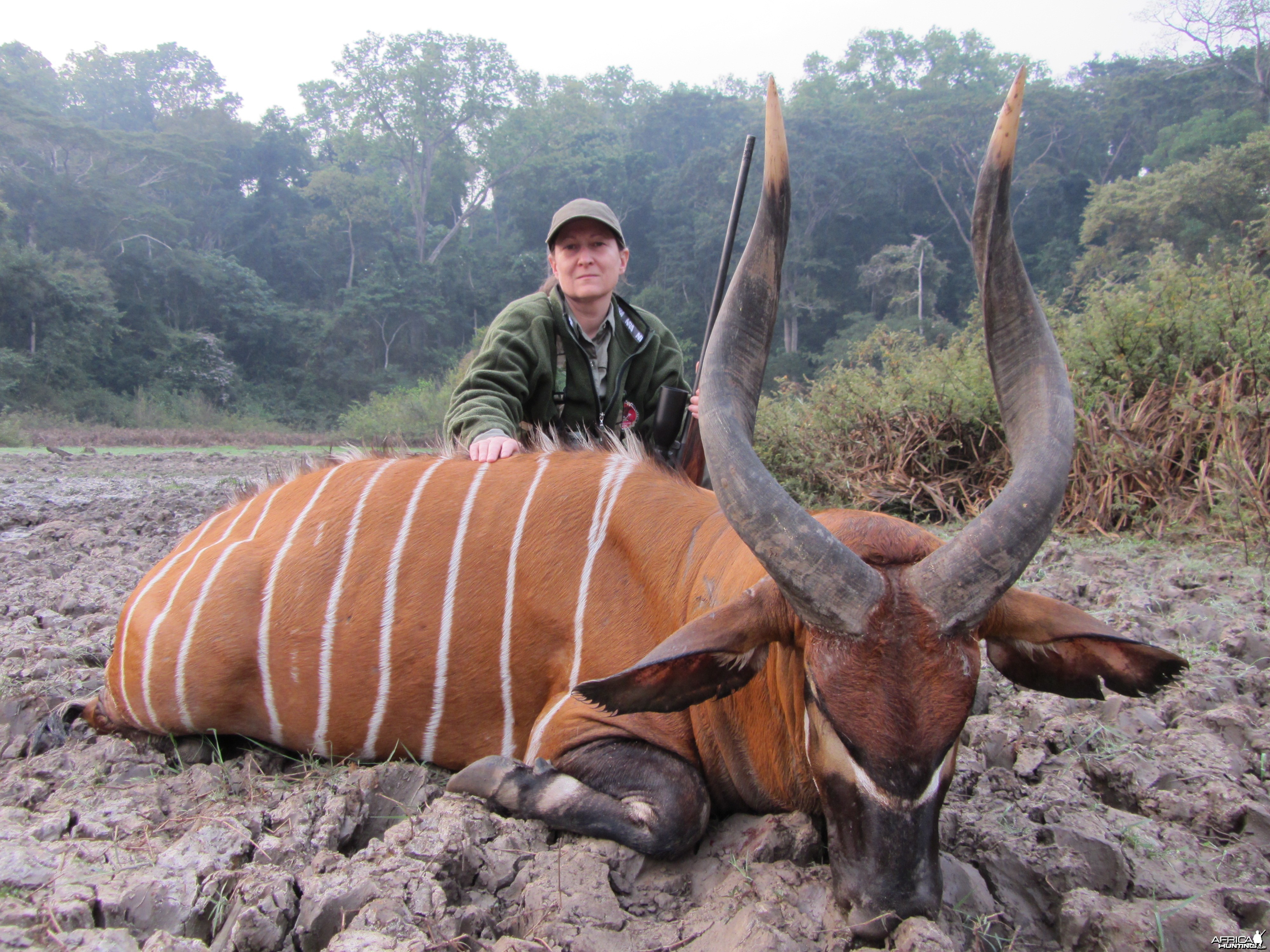 Bongo hunted in CAR