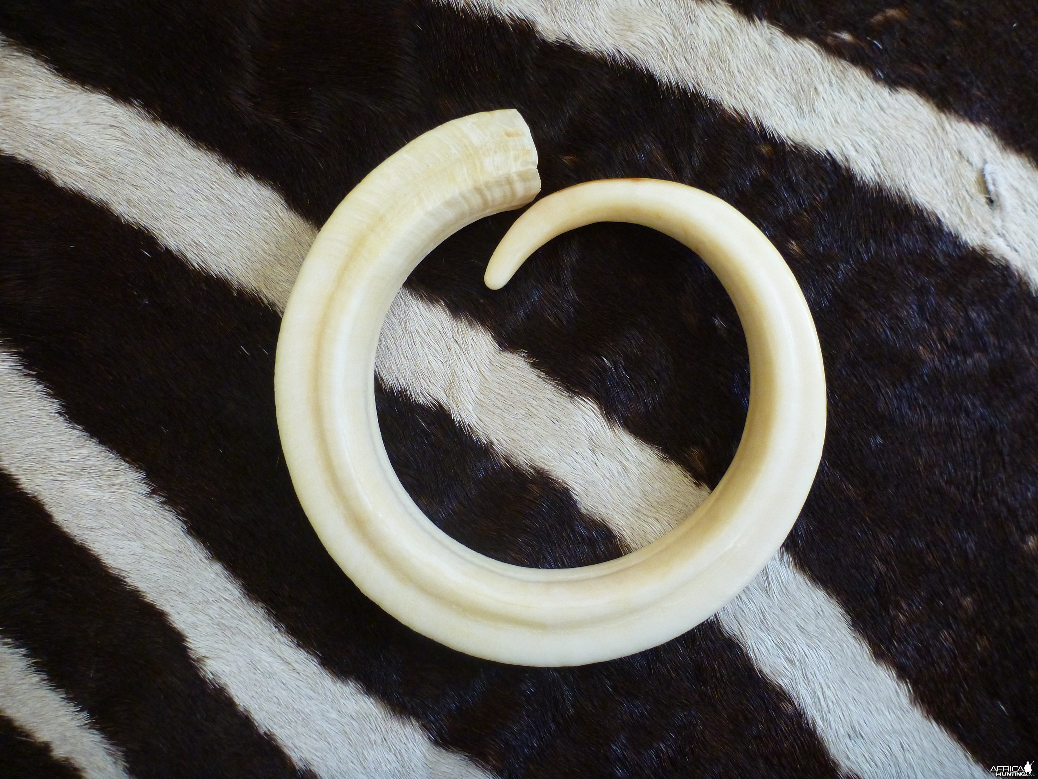 Vanuatu Pig Tusk