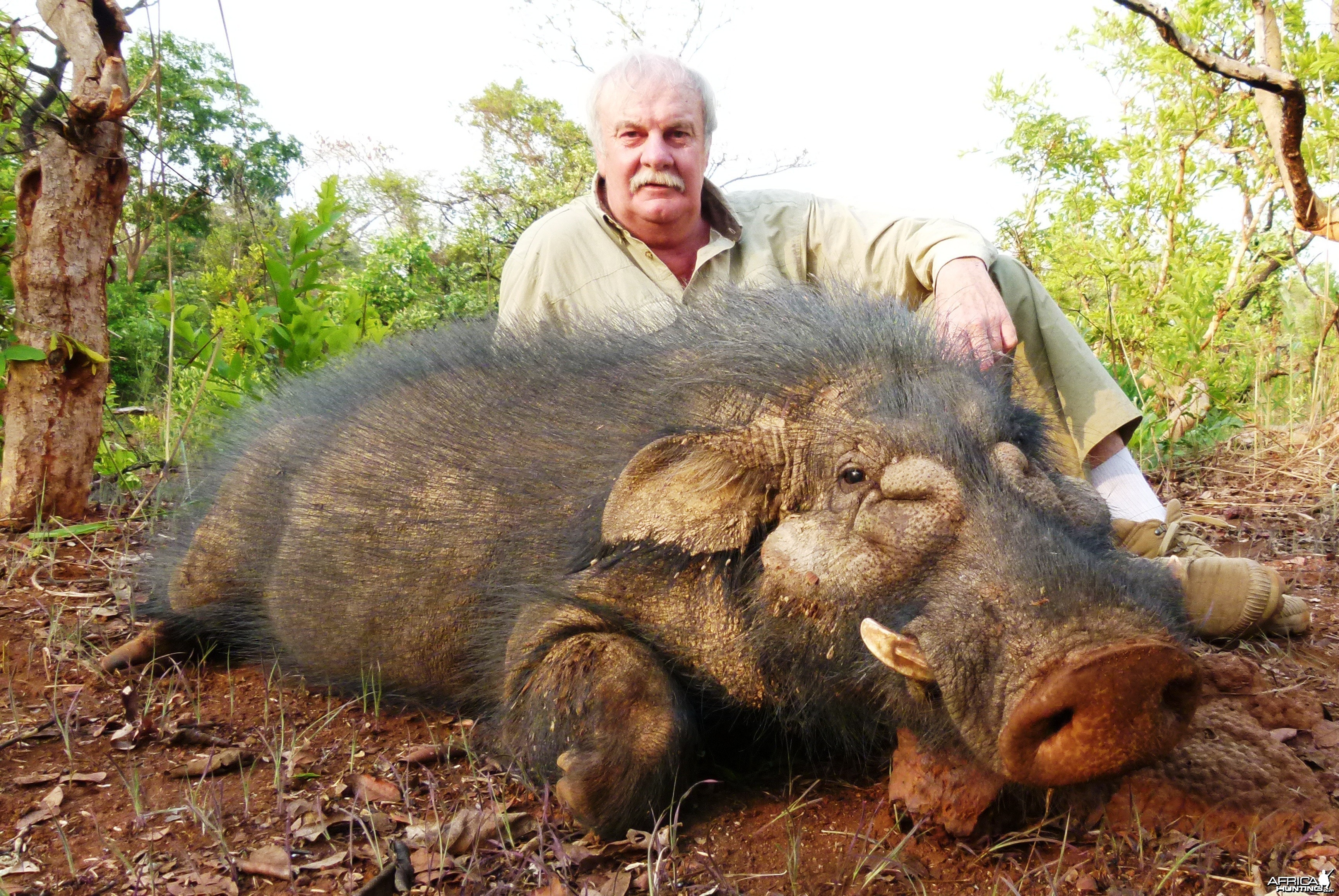 Giant forest hog