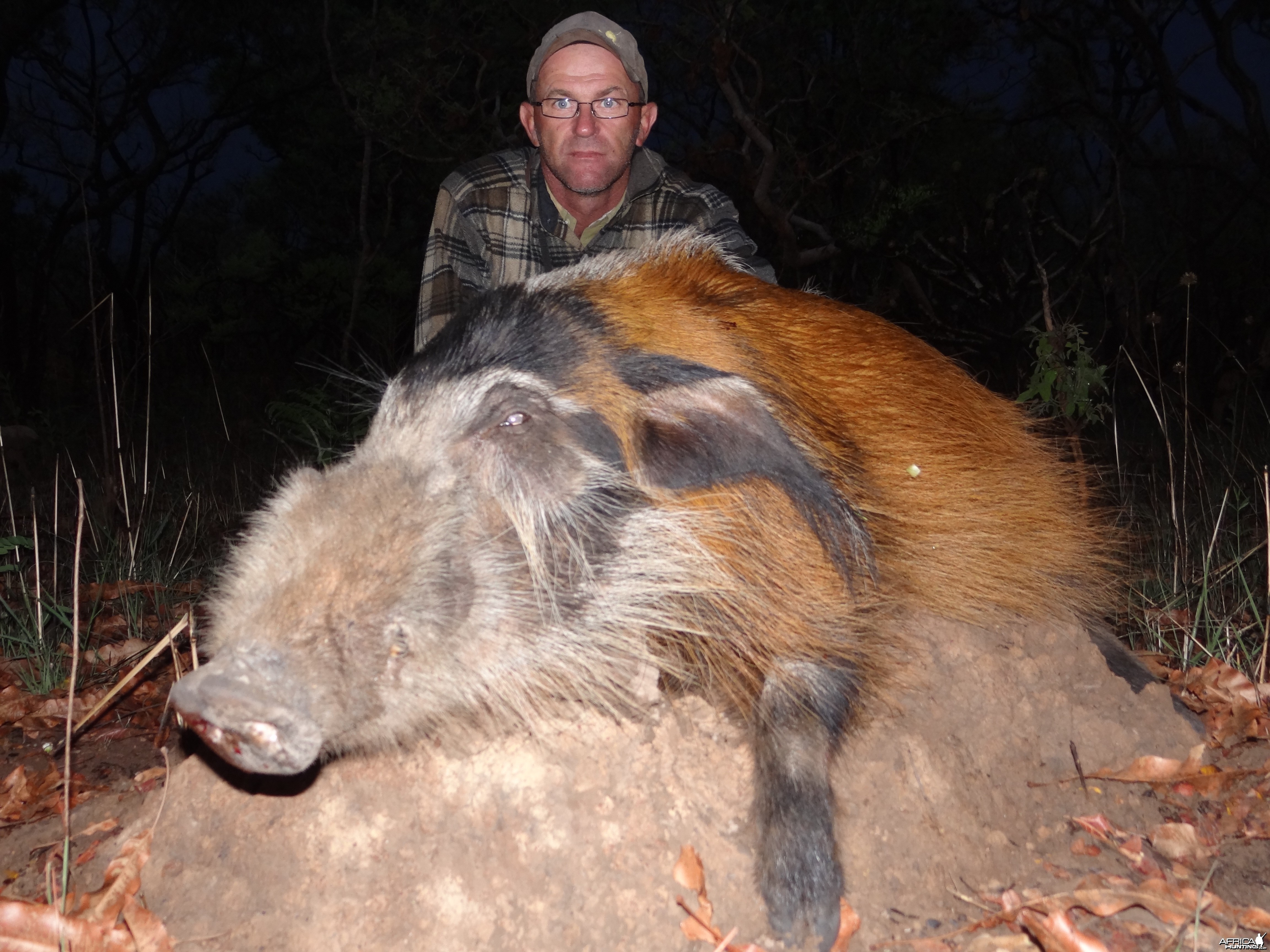 Red river hog