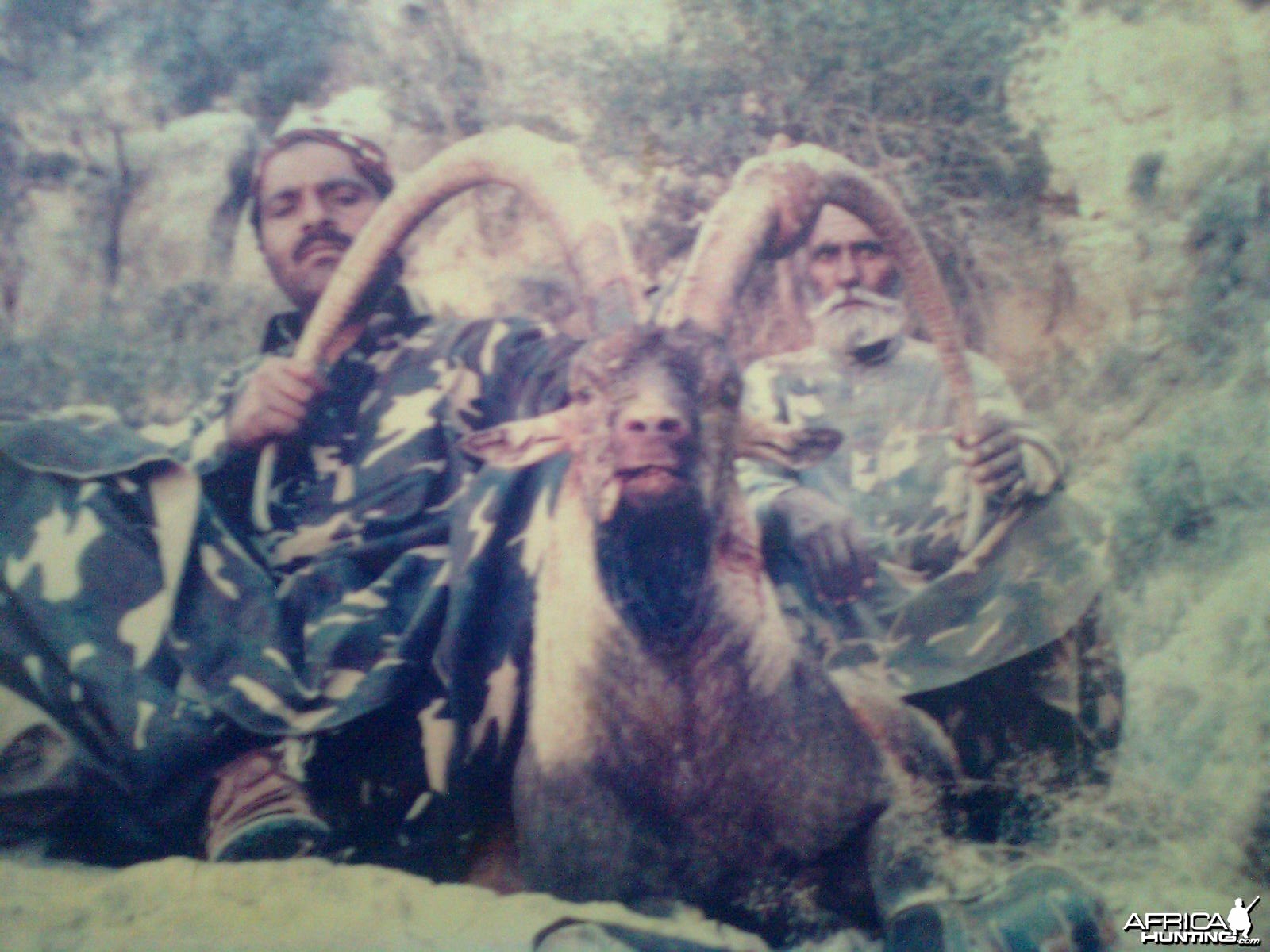 Ibex Pakistan