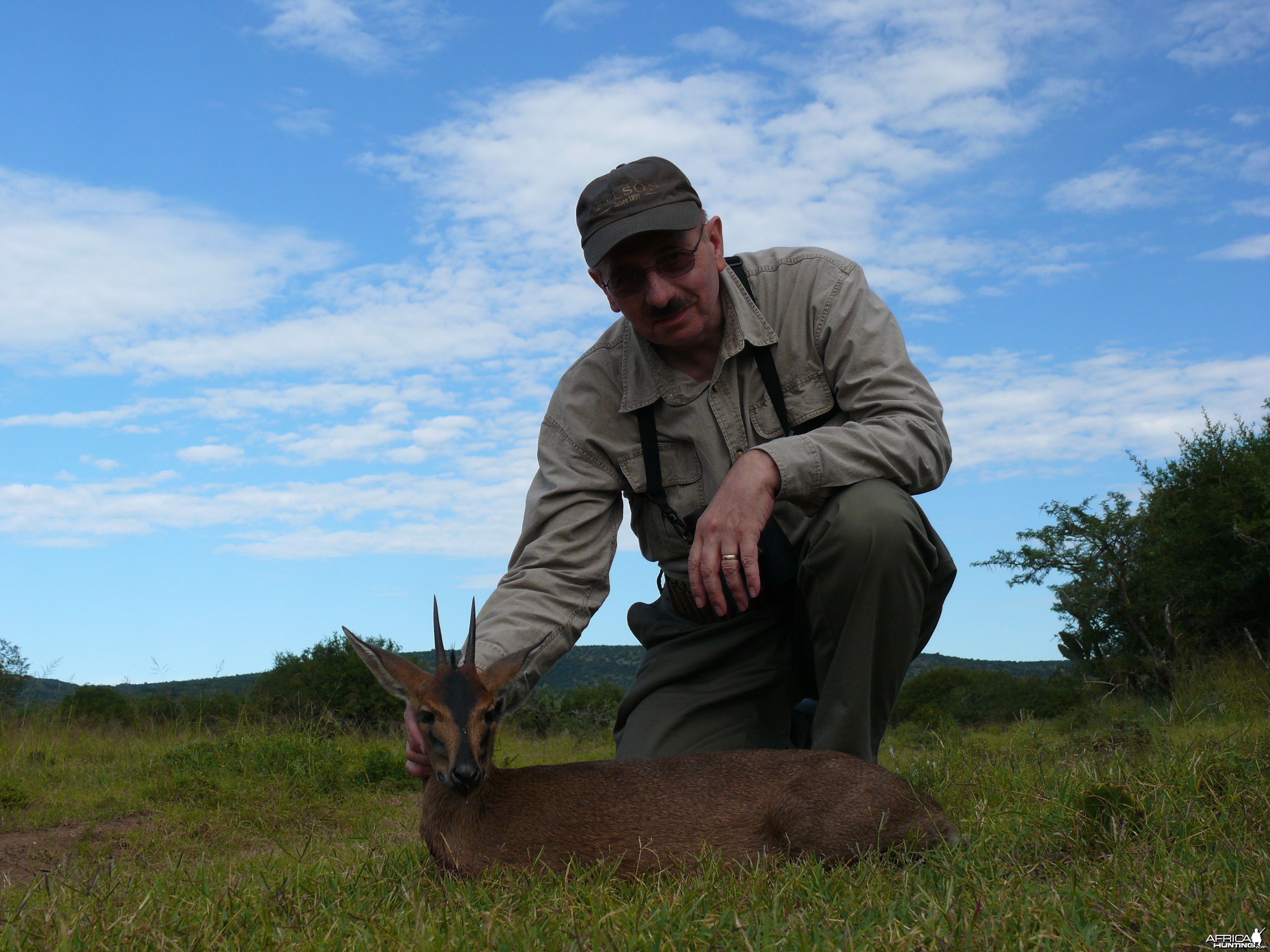 Duiker