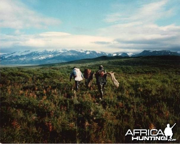 Packing out a Moose, Alaska