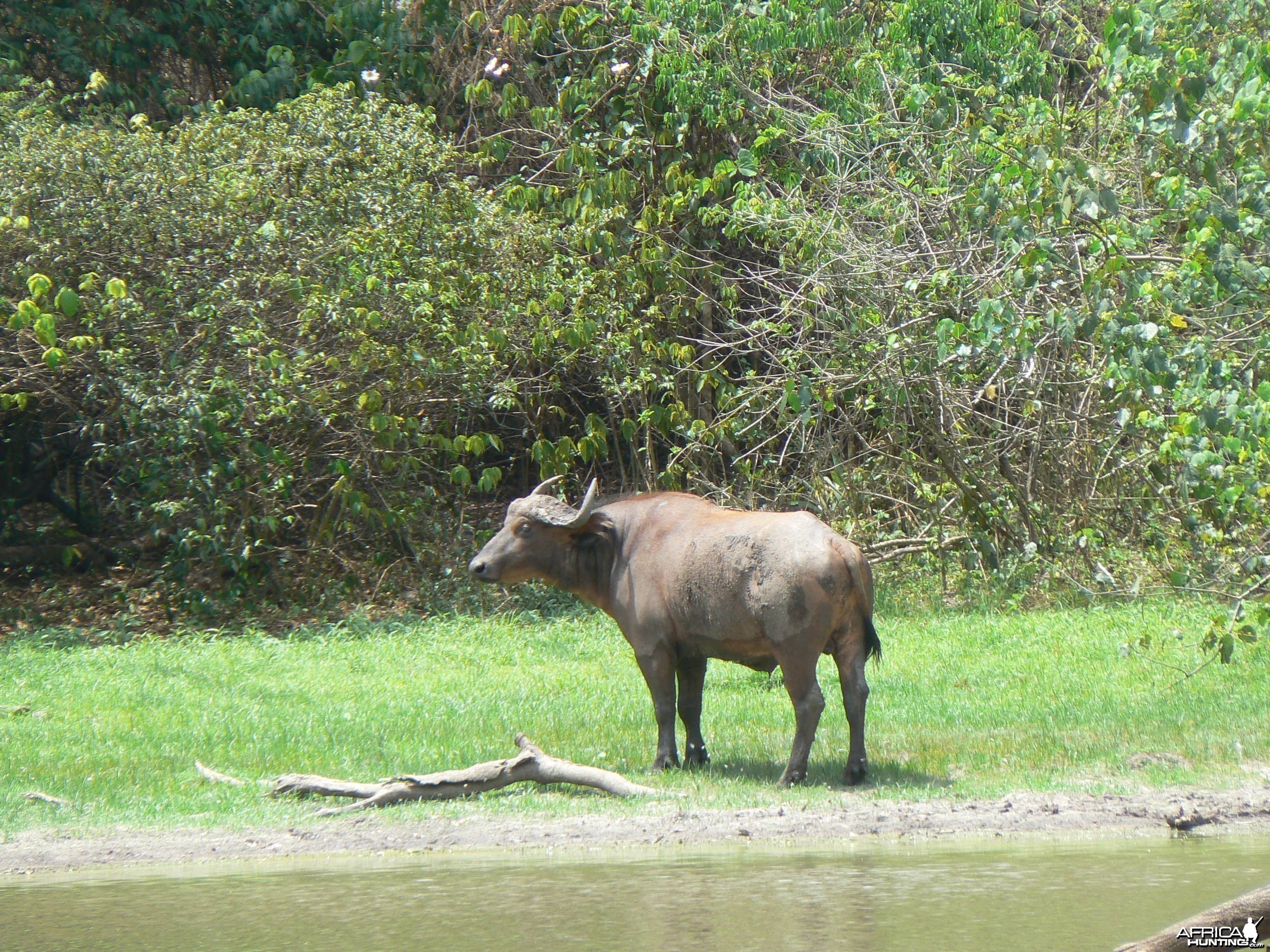 Buffalo